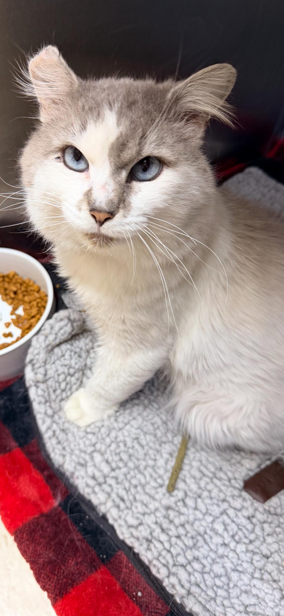 Silvershine thumbnail 3