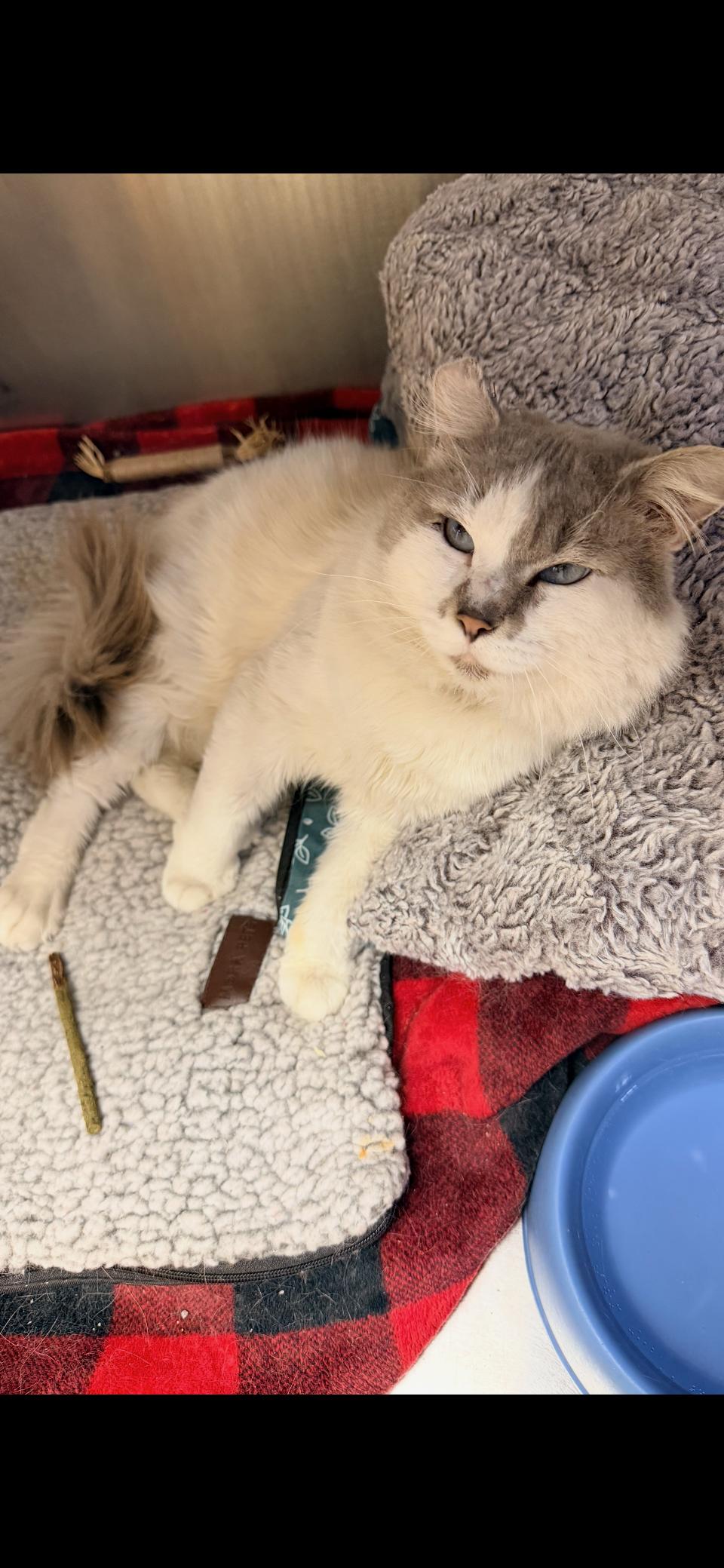 Silvershine thumbnail 4