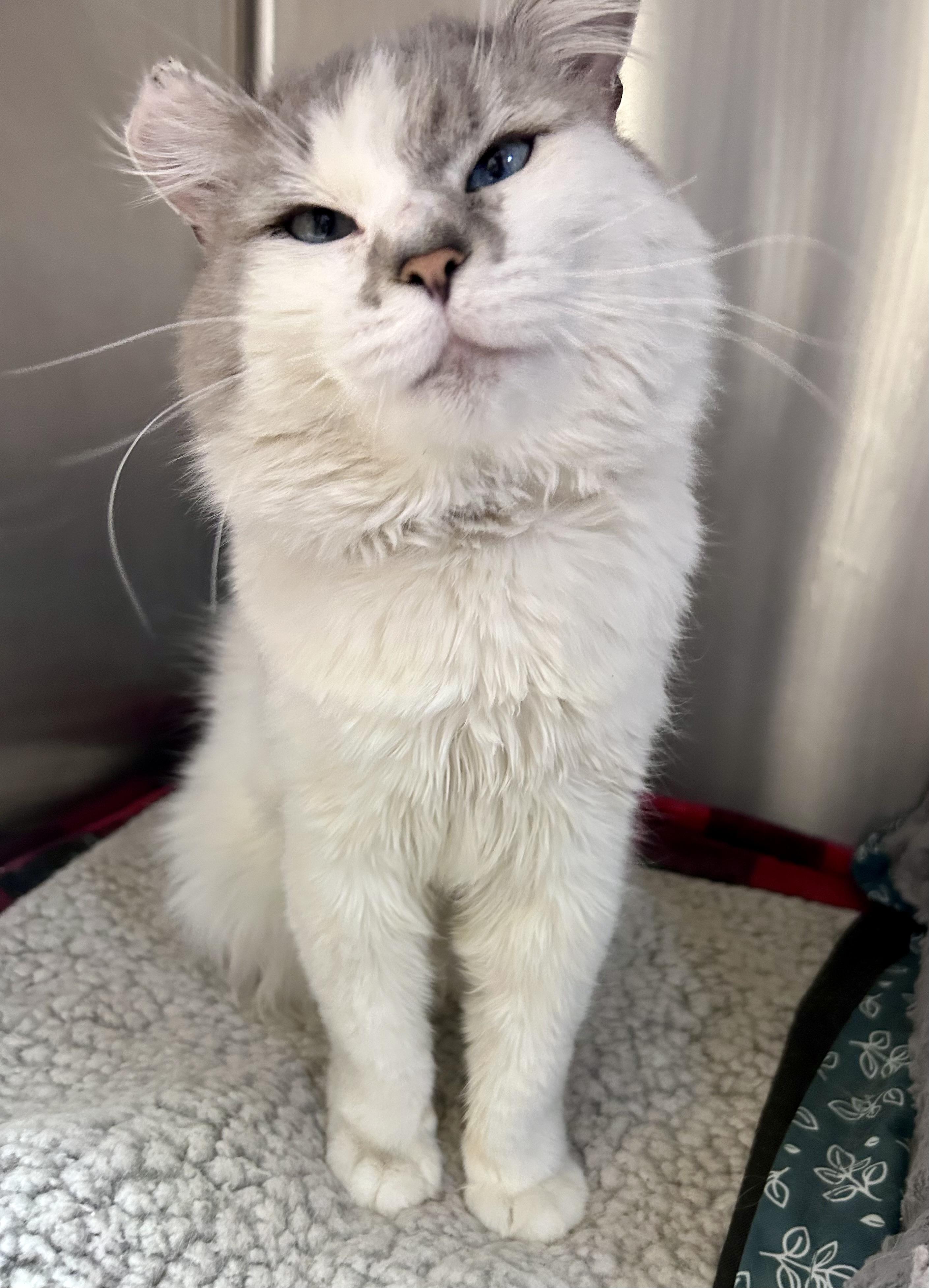 Silvershine thumbnail 5