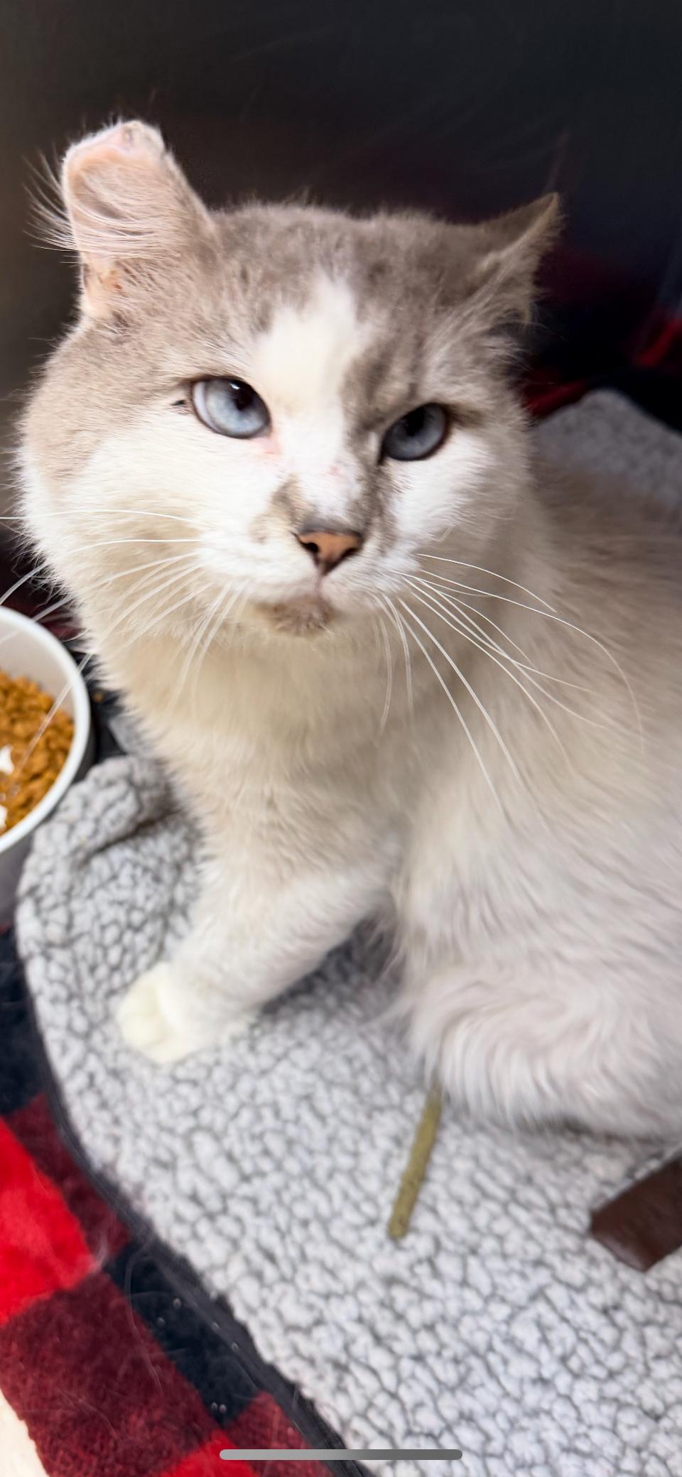 Silvershine thumbnail 6