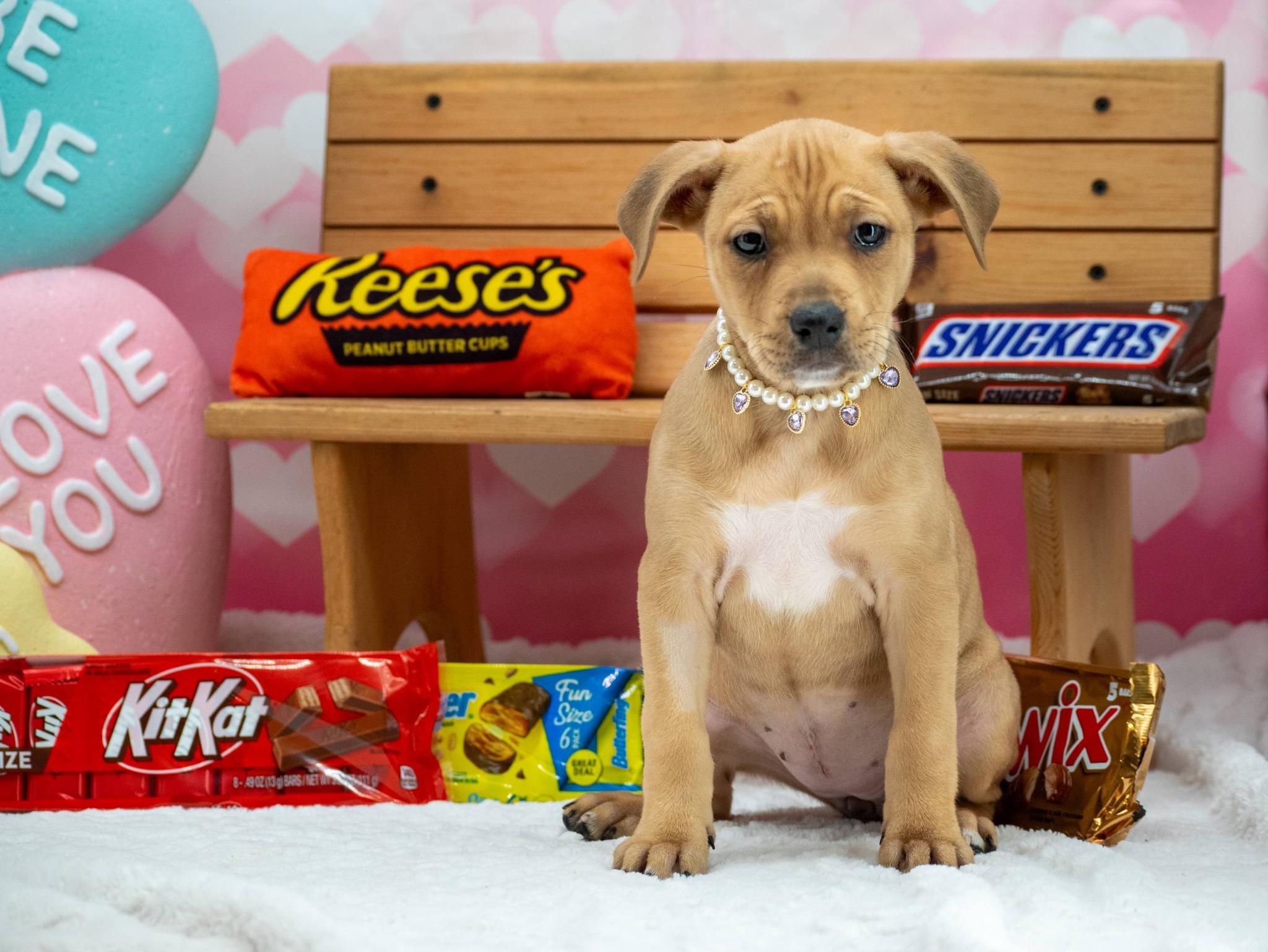 KitKat, a ADOPTABLE mixed breed in Sevierville, TN image 4/4