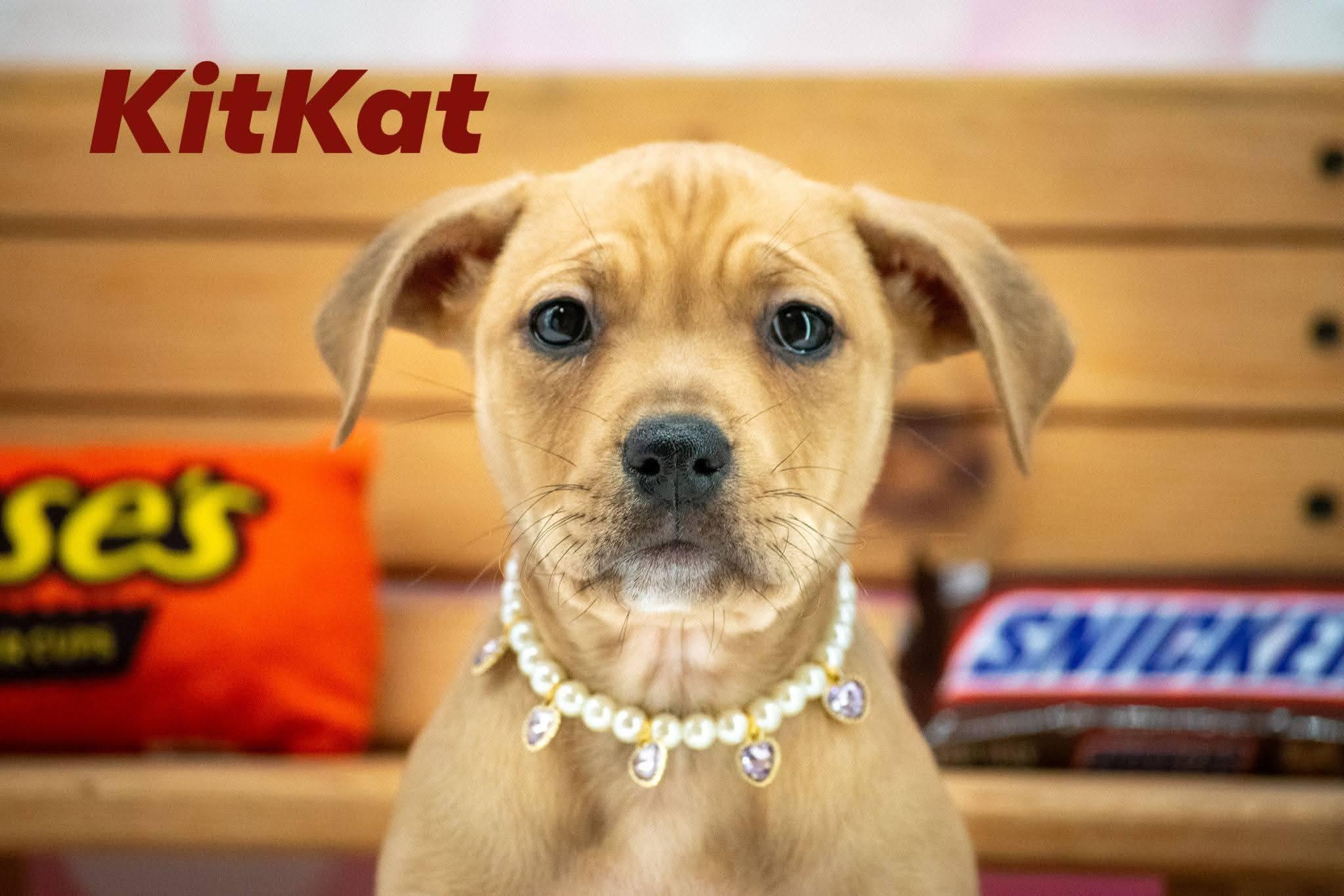 KitKat, a ADOPTABLE mixed breed in Sevierville, TN image 1/4