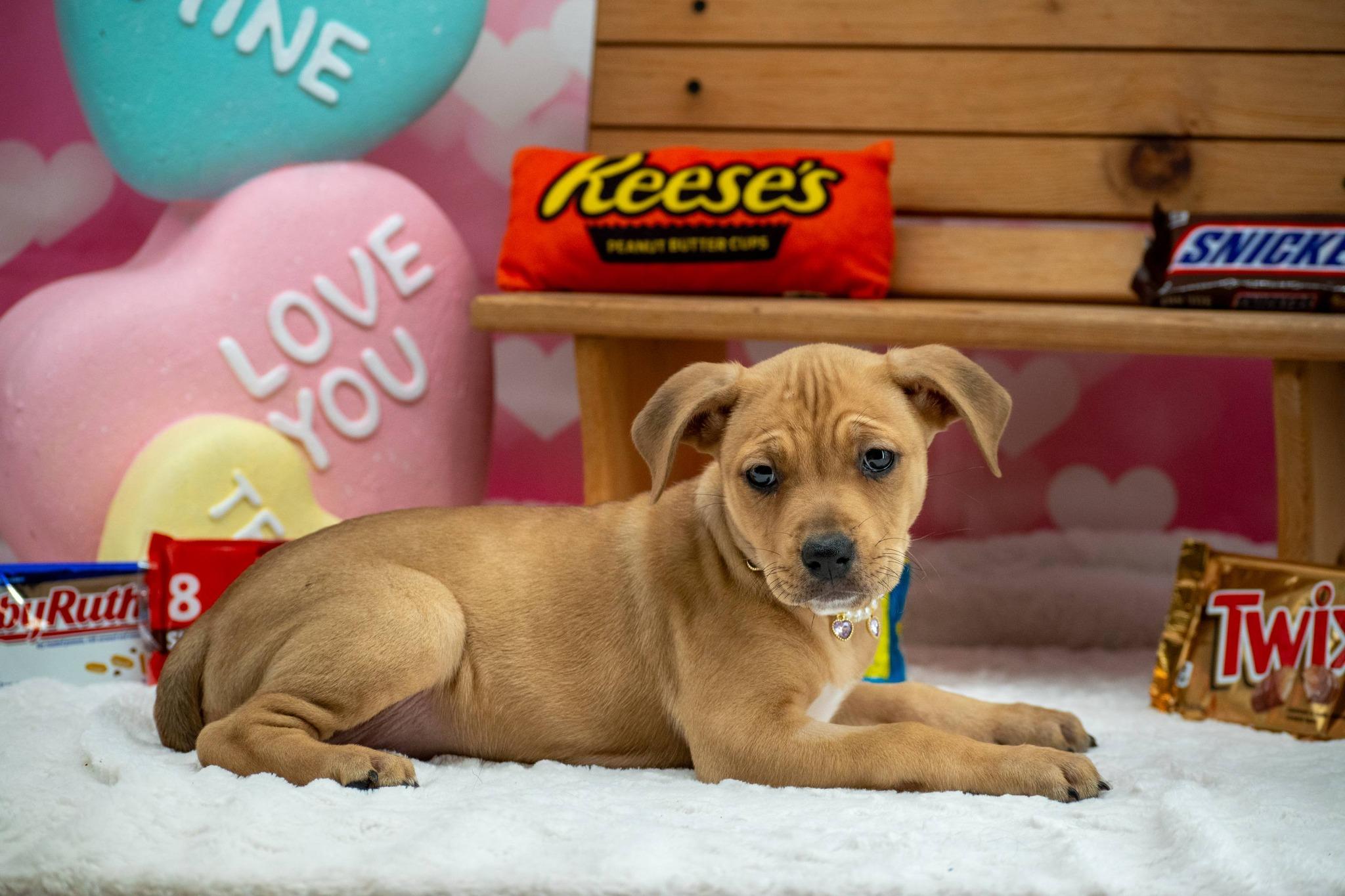 KitKat, a ADOPTABLE mixed breed in Sevierville, TN image 2/4