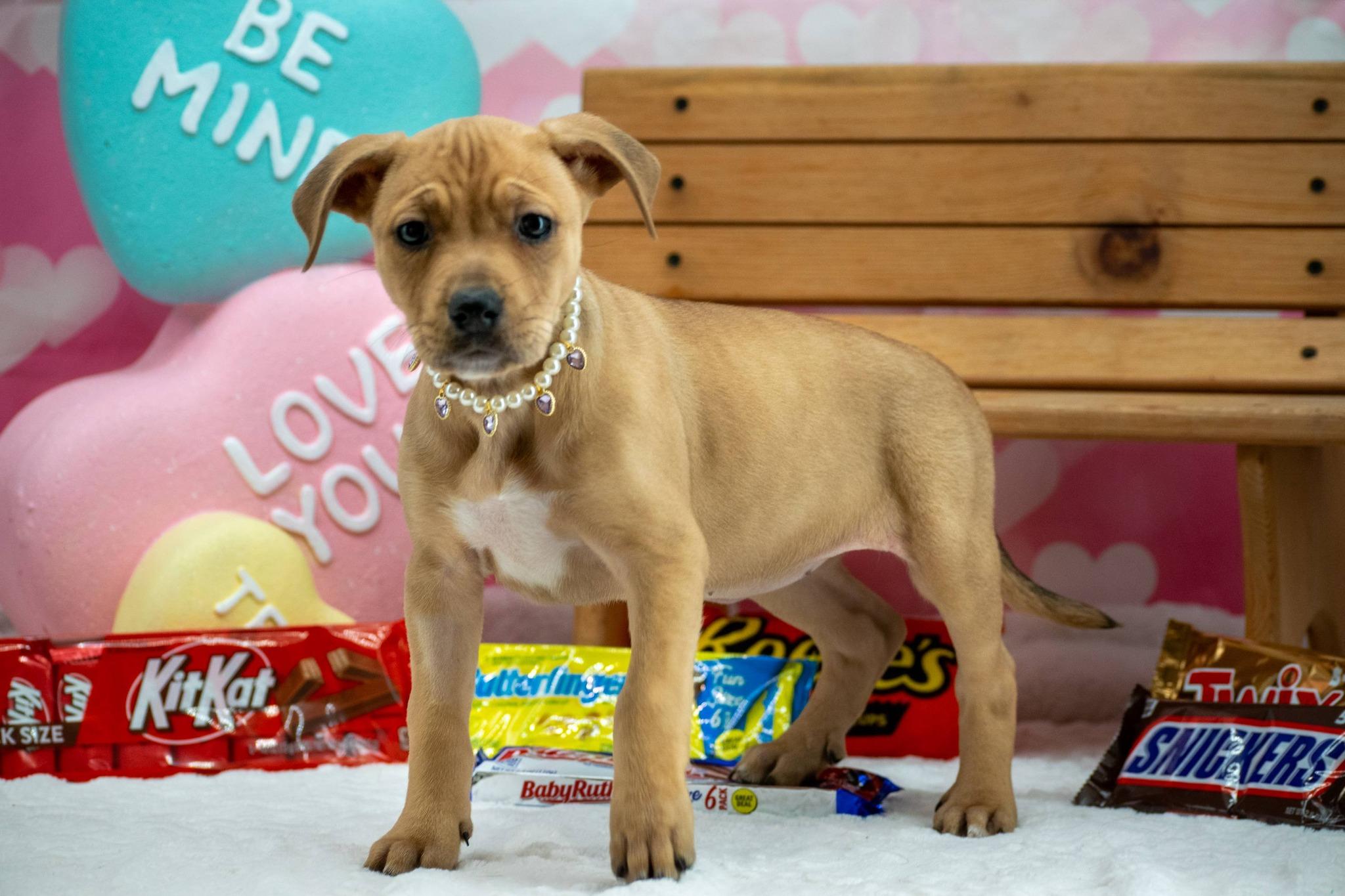 KitKat, a ADOPTABLE mixed breed in Sevierville, TN image 3/4