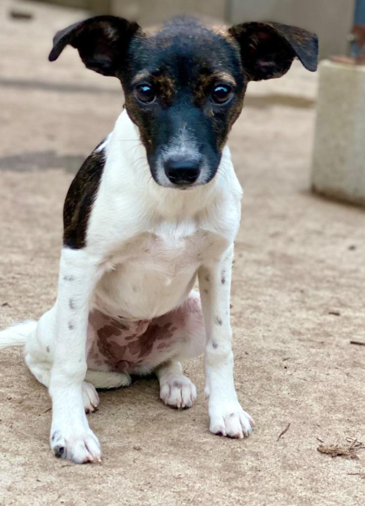 Flower, Adopted, Puppy Female Rat Terrier & Mixed Breed.
