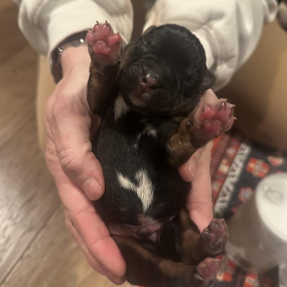 Enlarge Sprout C-34467, a Adoptable Mixed Breed in Oklahoma City, OK image 1/3