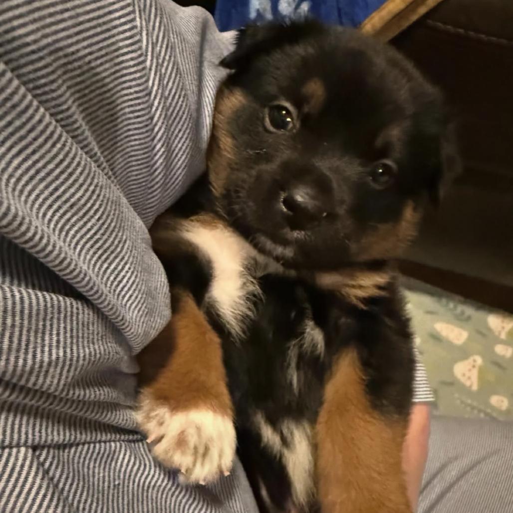 Enlarge Sprout C-34467, a Adoptable Mixed Breed in Oklahoma City, OK image 3/3