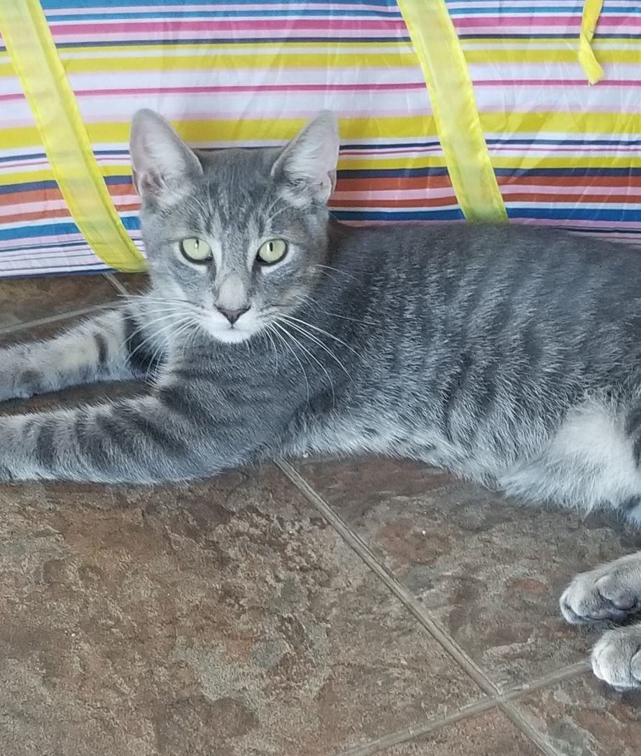 PABLO