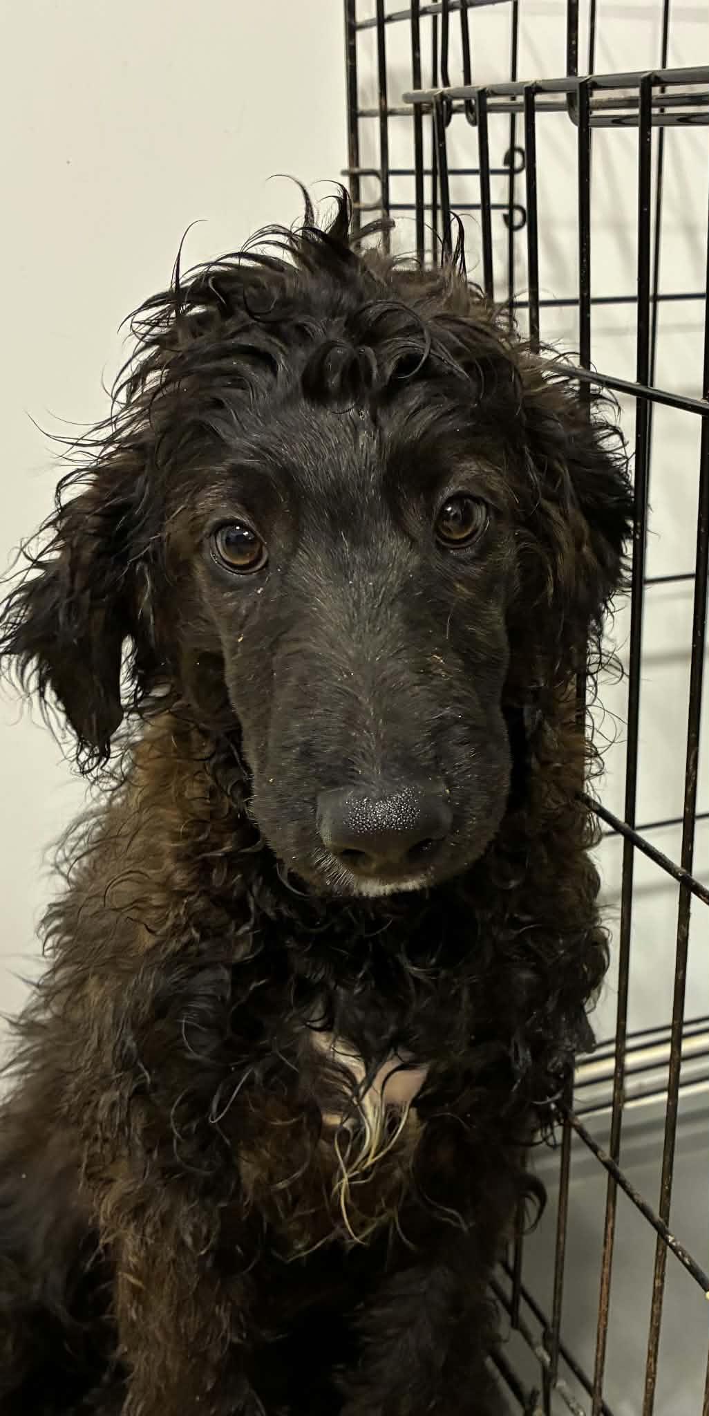Bournville, Adoptable, Puppy Male Australian Shepherd.