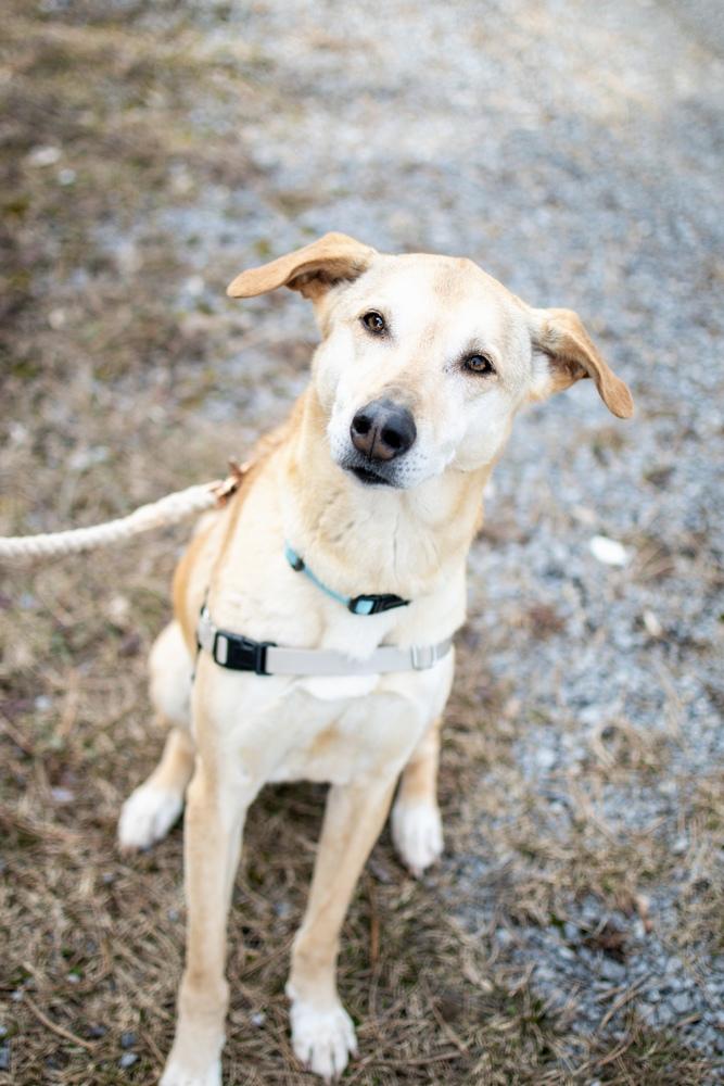 Samantha (Boo Boo), a Adoptable mixed breed in Frankfort, NY image 1/6