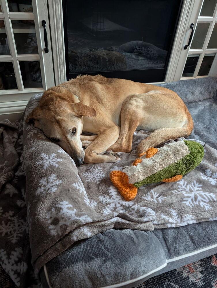Samantha (Boo Boo), a Adoptable mixed breed in Frankfort, NY image 3/6