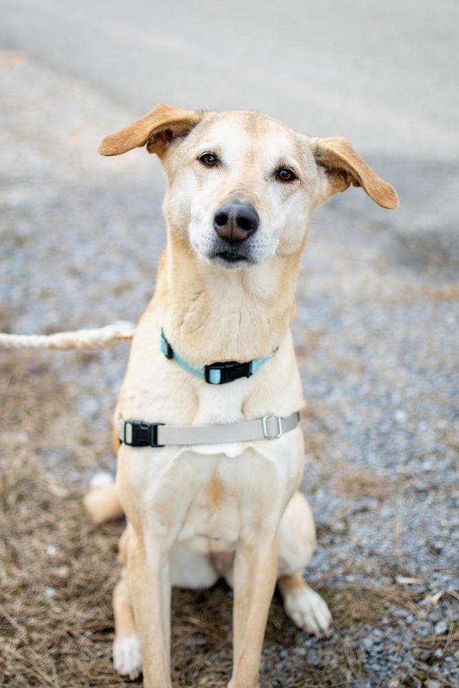 Samantha (Boo Boo), a Adoptable mixed breed in Frankfort, NY image 4/6