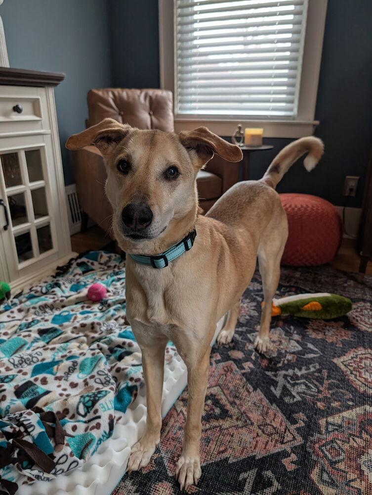 Samantha (Boo Boo), a Adoptable mixed breed in Frankfort, NY image 5/6