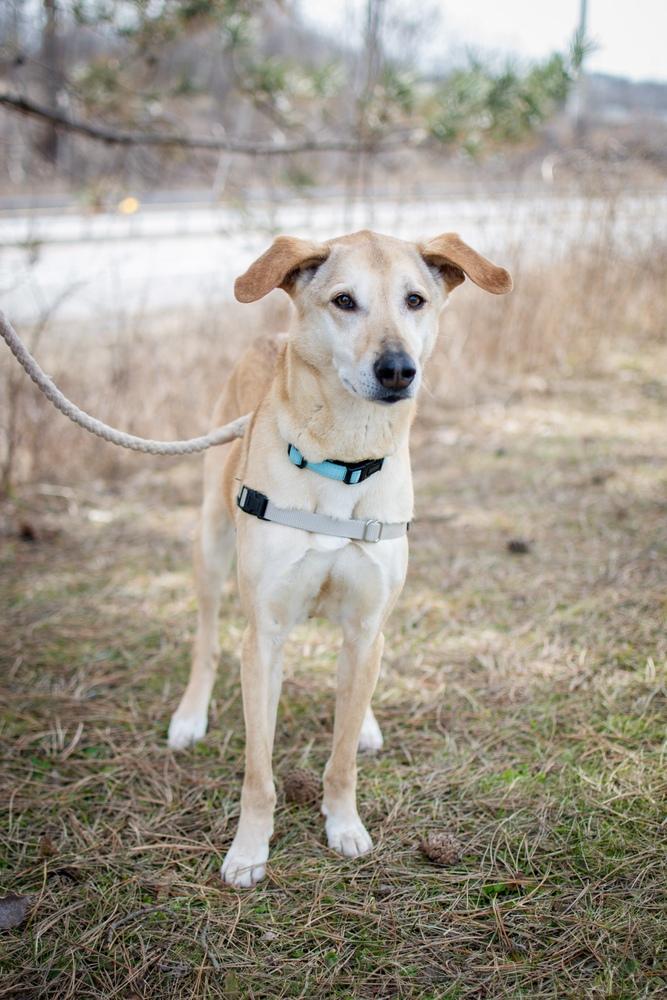 Samantha (Boo Boo), a Adoptable mixed breed in Frankfort, NY image 6/6