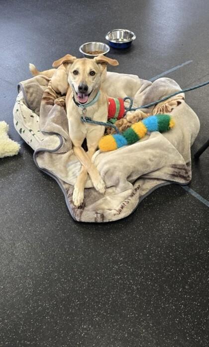 Samantha, Adoptable, Senior Female Labrador Retriever.