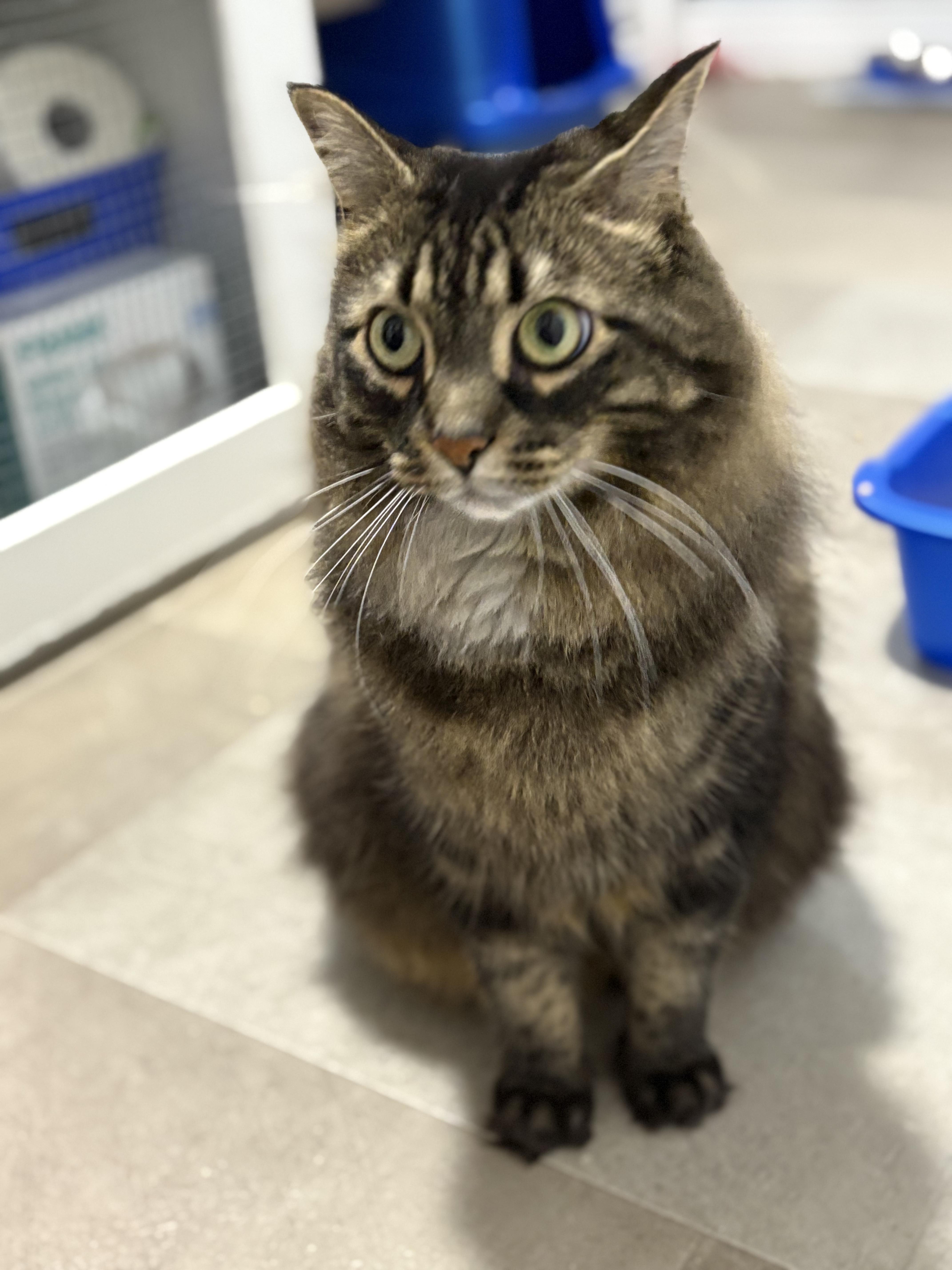 Toffen, adopted, Adult Male Domestic Long Hair.