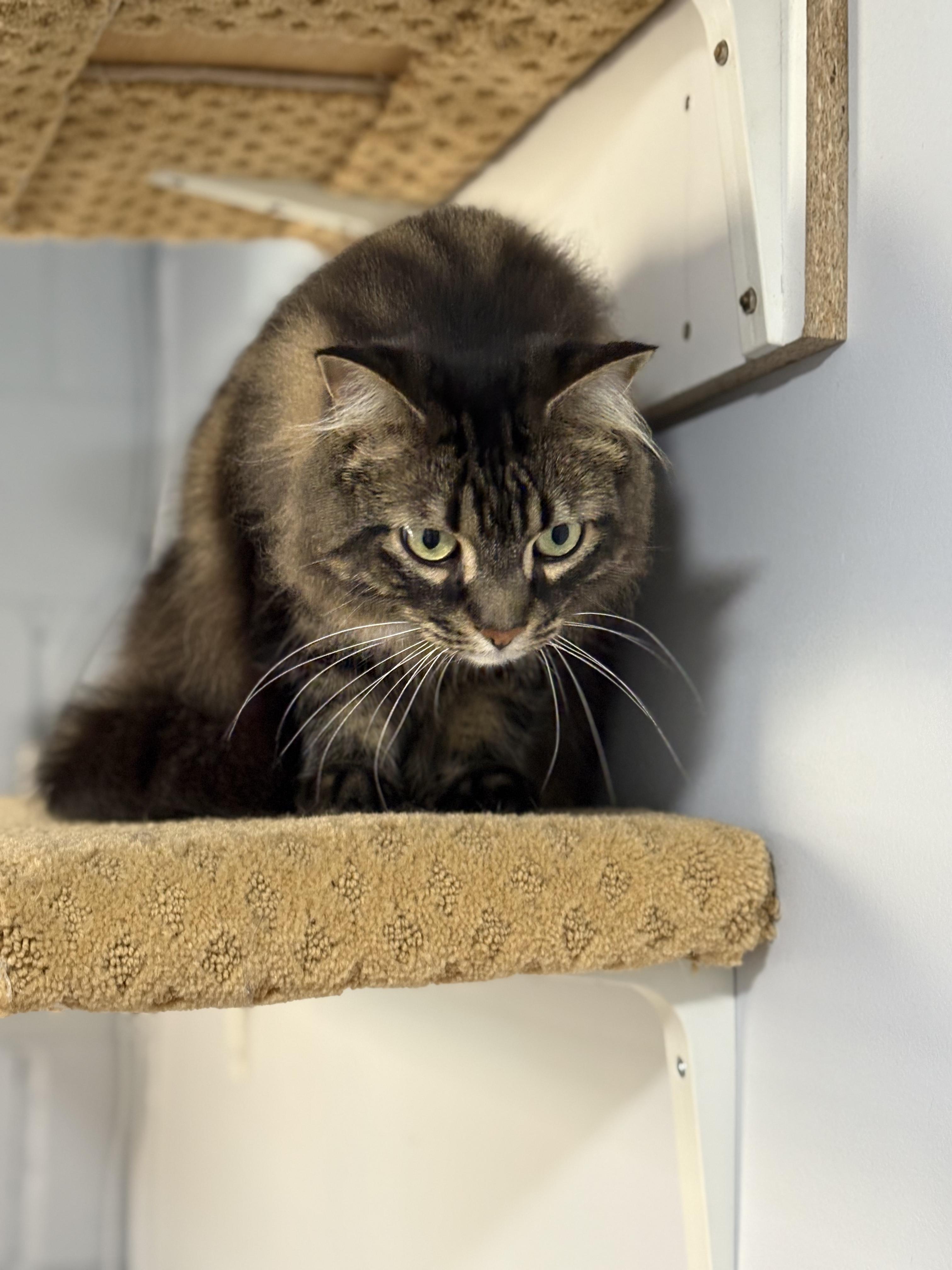 Toffen, an adopted Domestic Long Hair in East Garafraxa, ON image 3/3