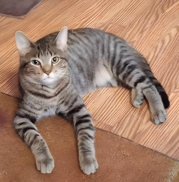 Enlarge Charlie, a Adoptable Domestic Short Hair in Adrian, MI image 1/1