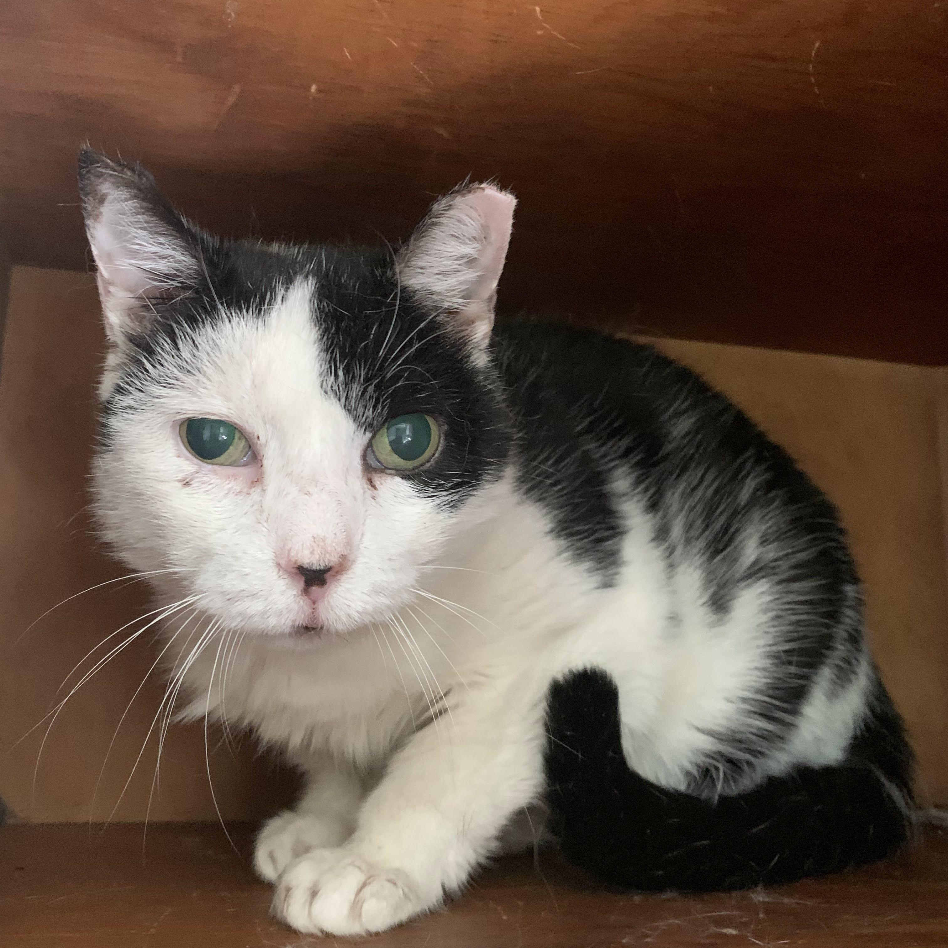 Patches, an adoptable Domestic Short Hair in Buffalo, NY_image-1
