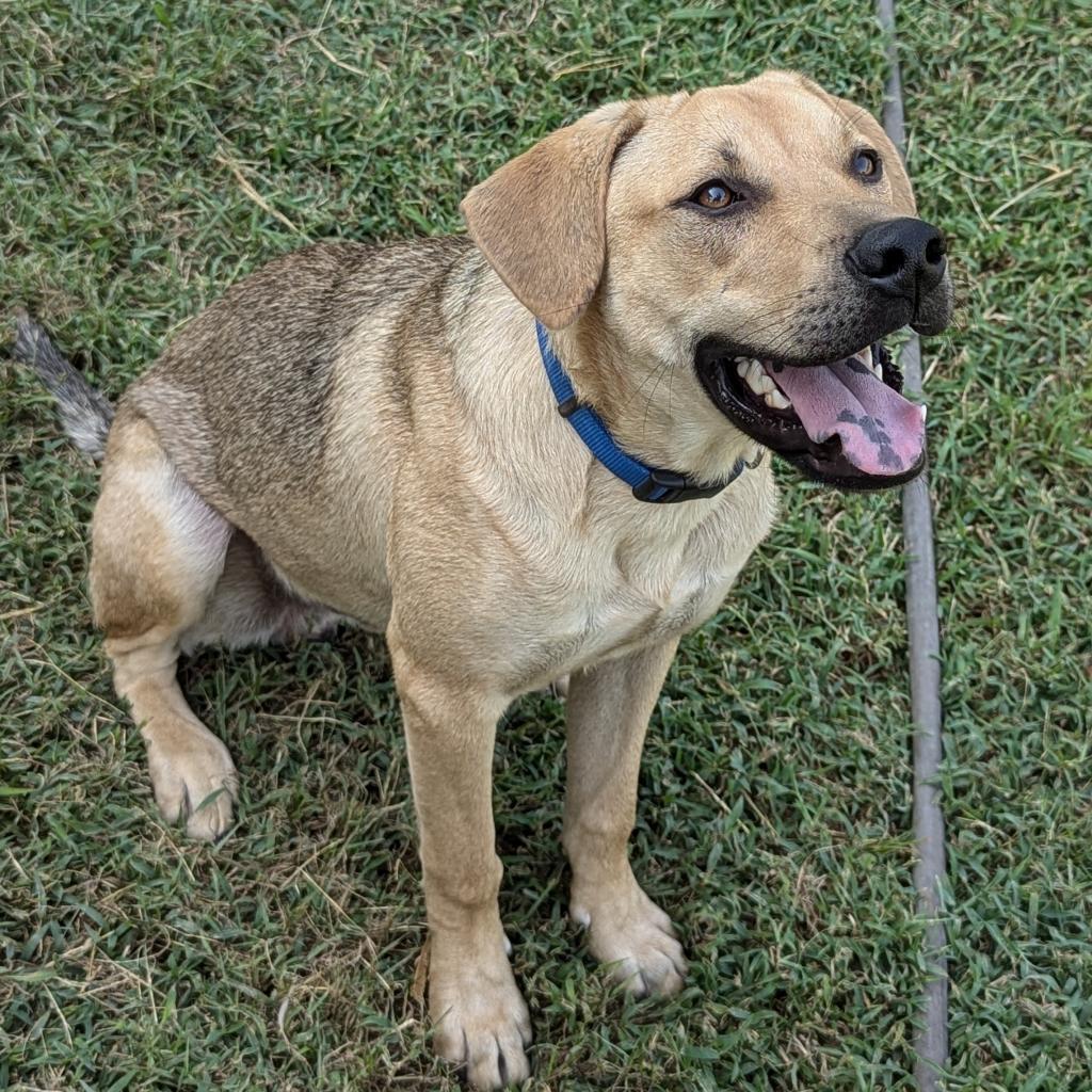 Sam D45419, Adoptable, Adult Male Shepherd & Labrador Retriever.