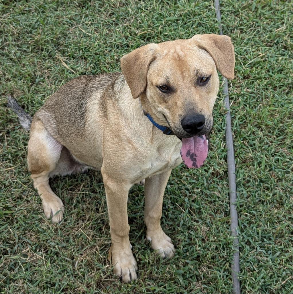 Sam D45419, a Adoptable mixed breed in Corsicana, TX image 2/2
