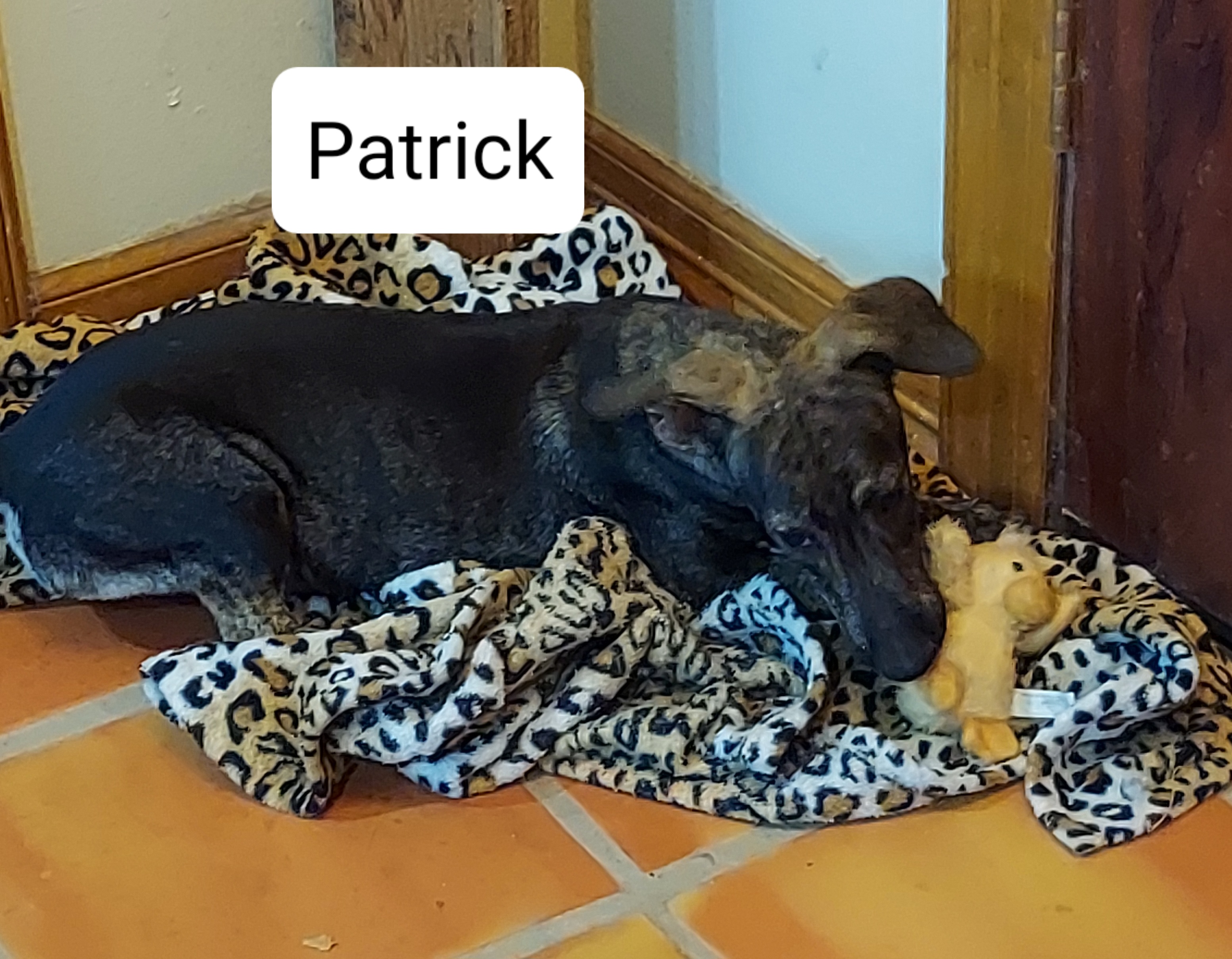 Patrick, a Adoptable mixed breed in Toms River, NJ image 3/6