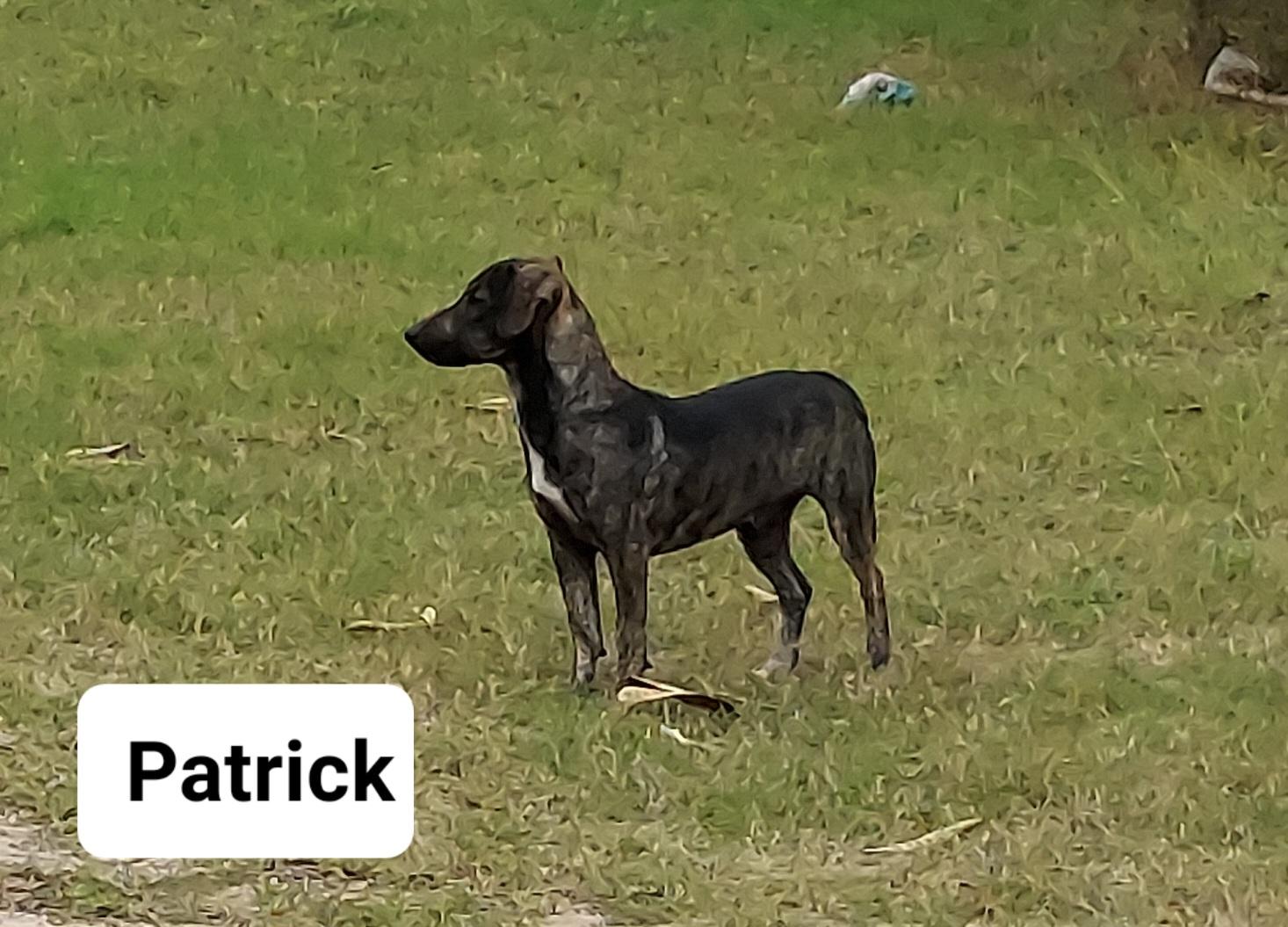 Patrick, a Adoptable mixed breed in Toms River, NJ image 5/6