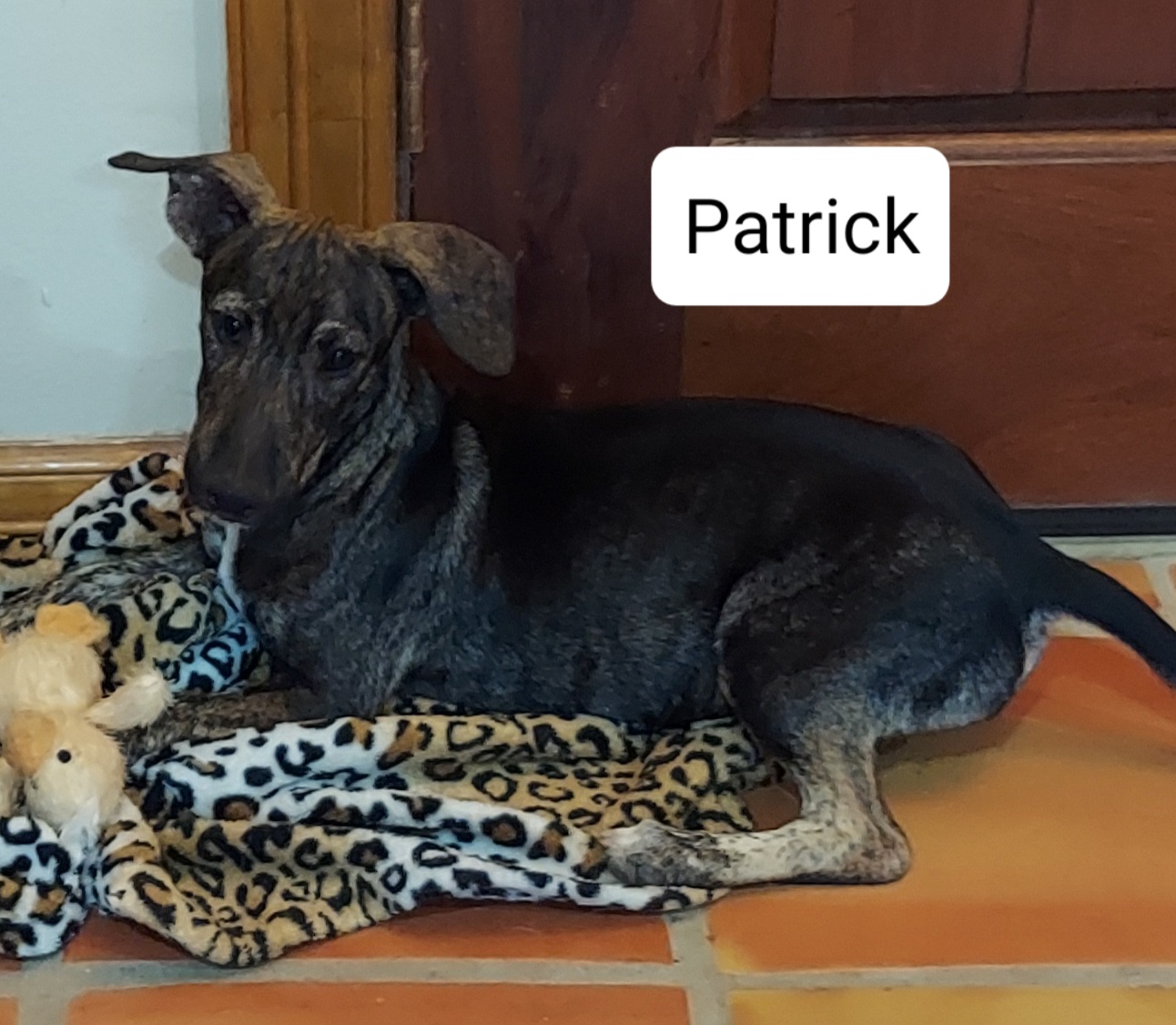 Patrick, a Adoptable mixed breed in Toms River, NJ image 2/6
