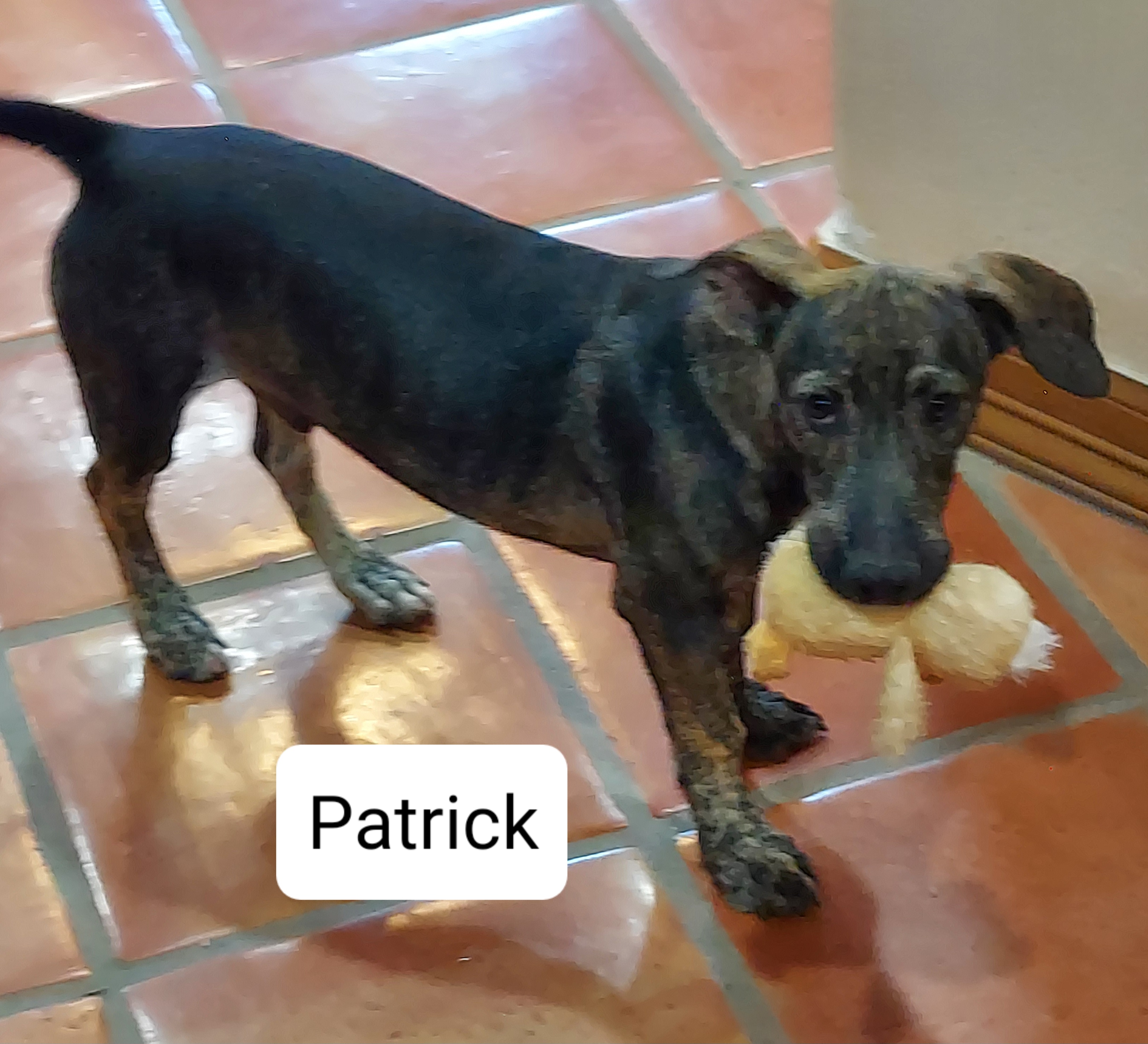 Patrick, a Adoptable mixed breed in Toms River, NJ image 4/6