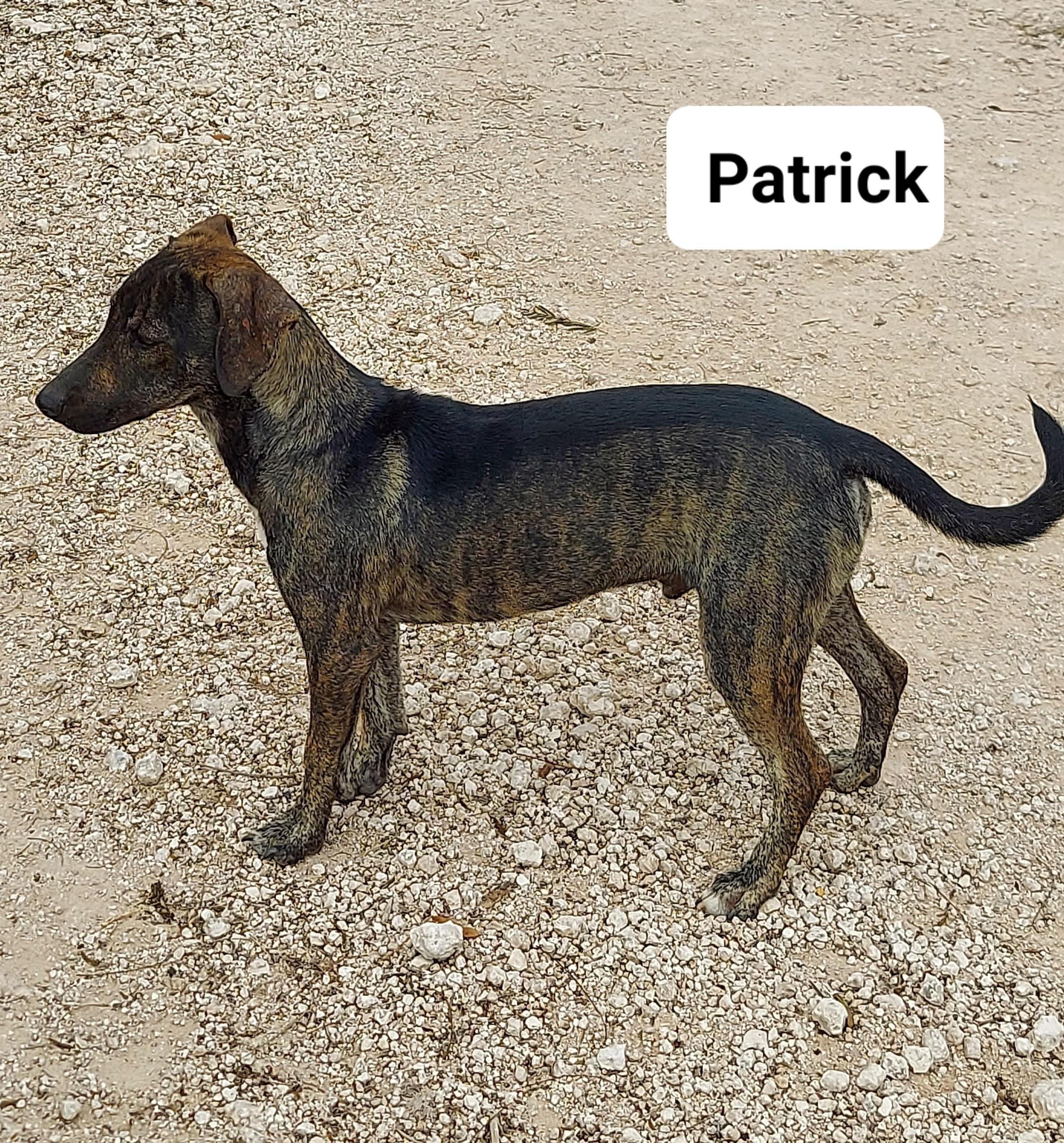 Patrick, a Adoptable mixed breed in Toms River, NJ image 6/6