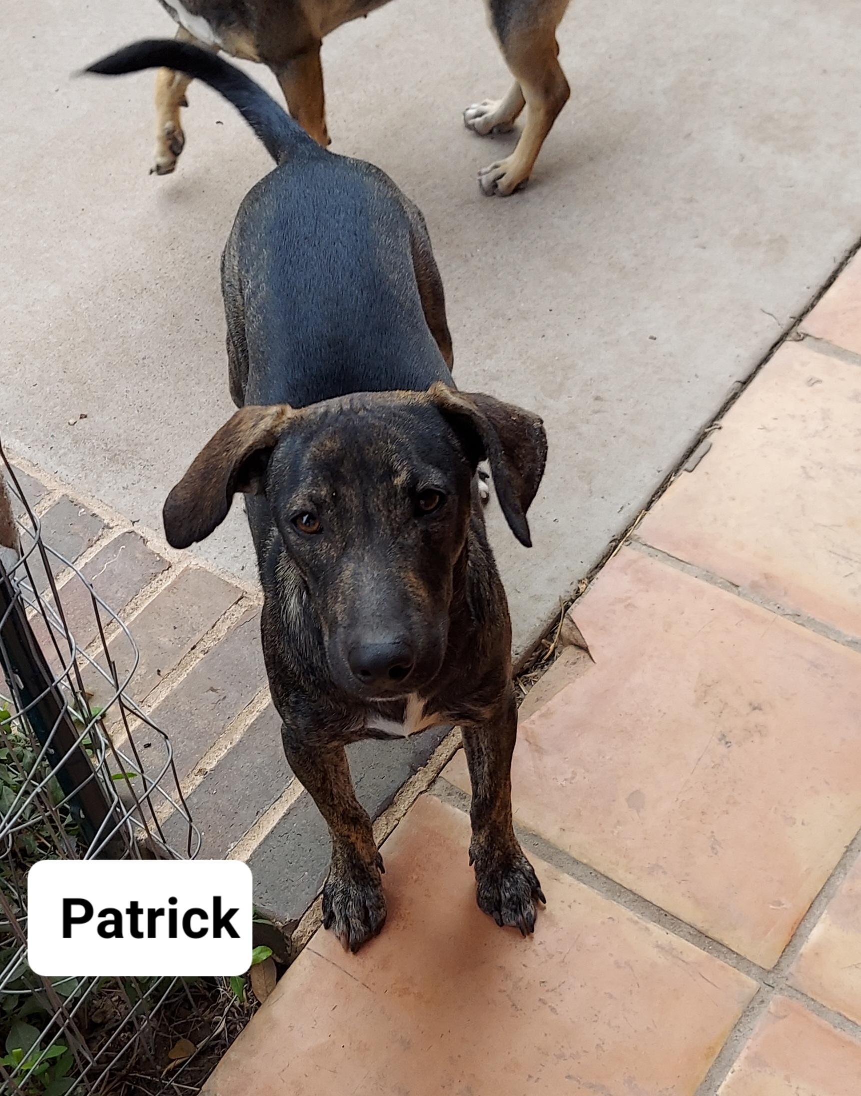 Patrick, a Adoptable mixed breed in Toms River, NJ image 1/6