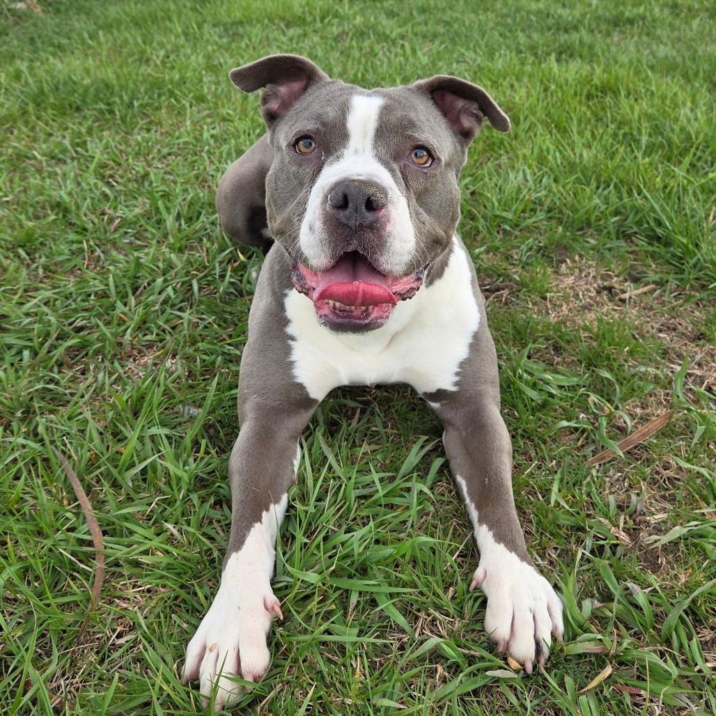 Krakatoa, Adoptable, Adult Female Pit Bull Terrier & Boxer.