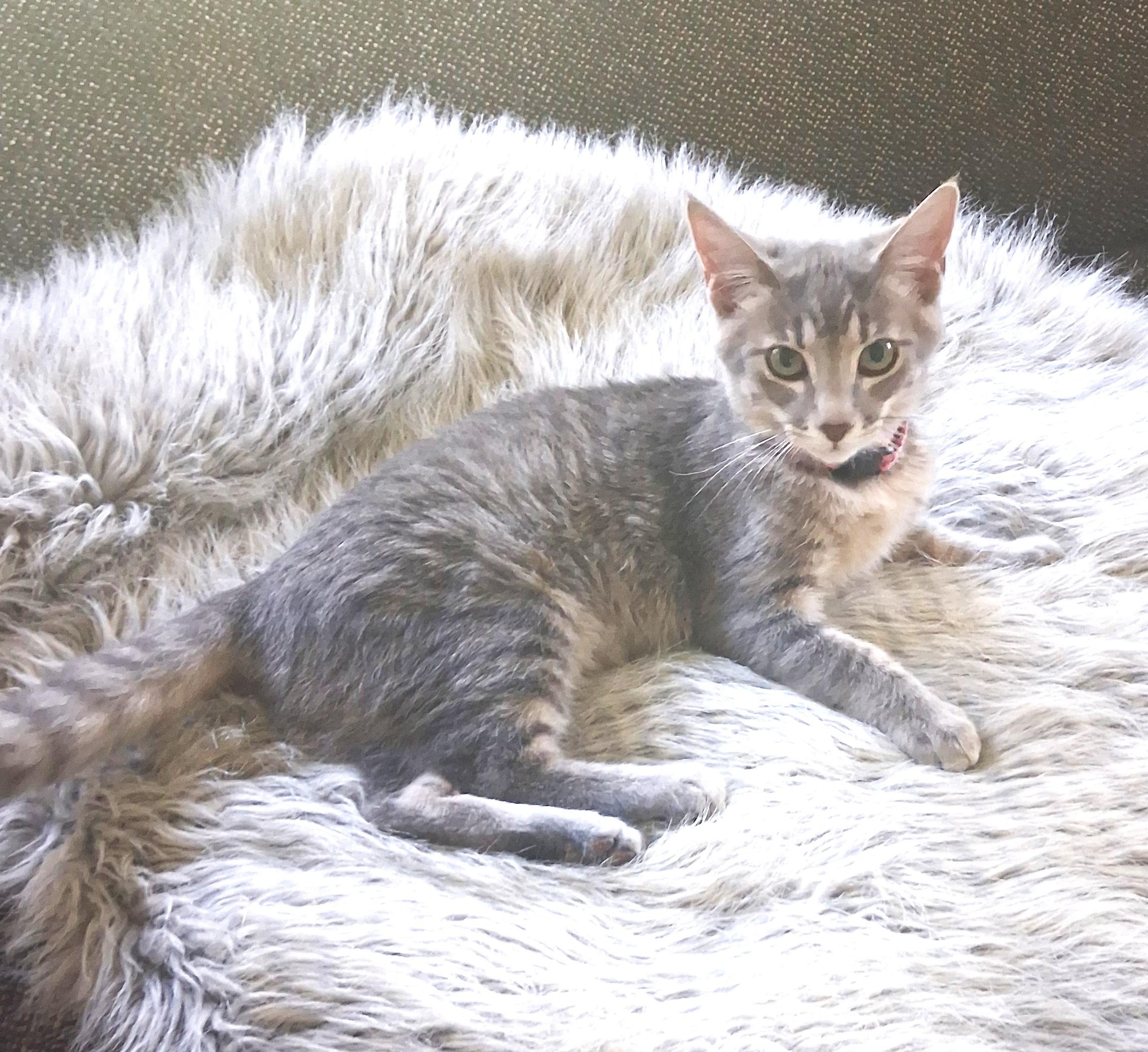Lily, Legally Purrfect, Adoptable, Kitten Female Domestic Short Hair & Tabby.