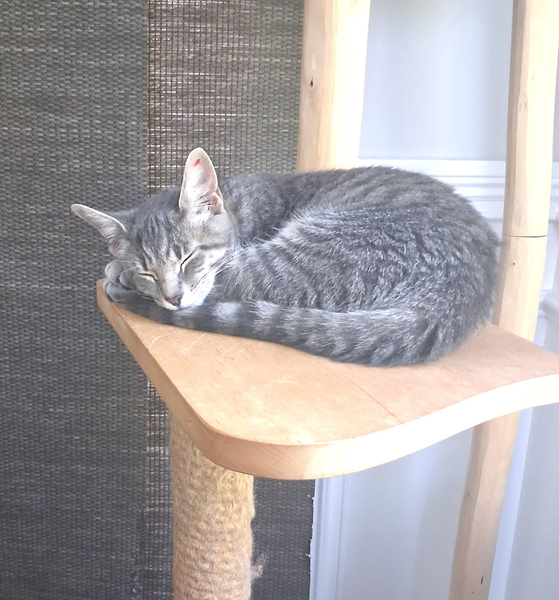 Enlarge Lily, Legally Purrfect, a Adoptable mixed breed in Columbus, OH image 3/5