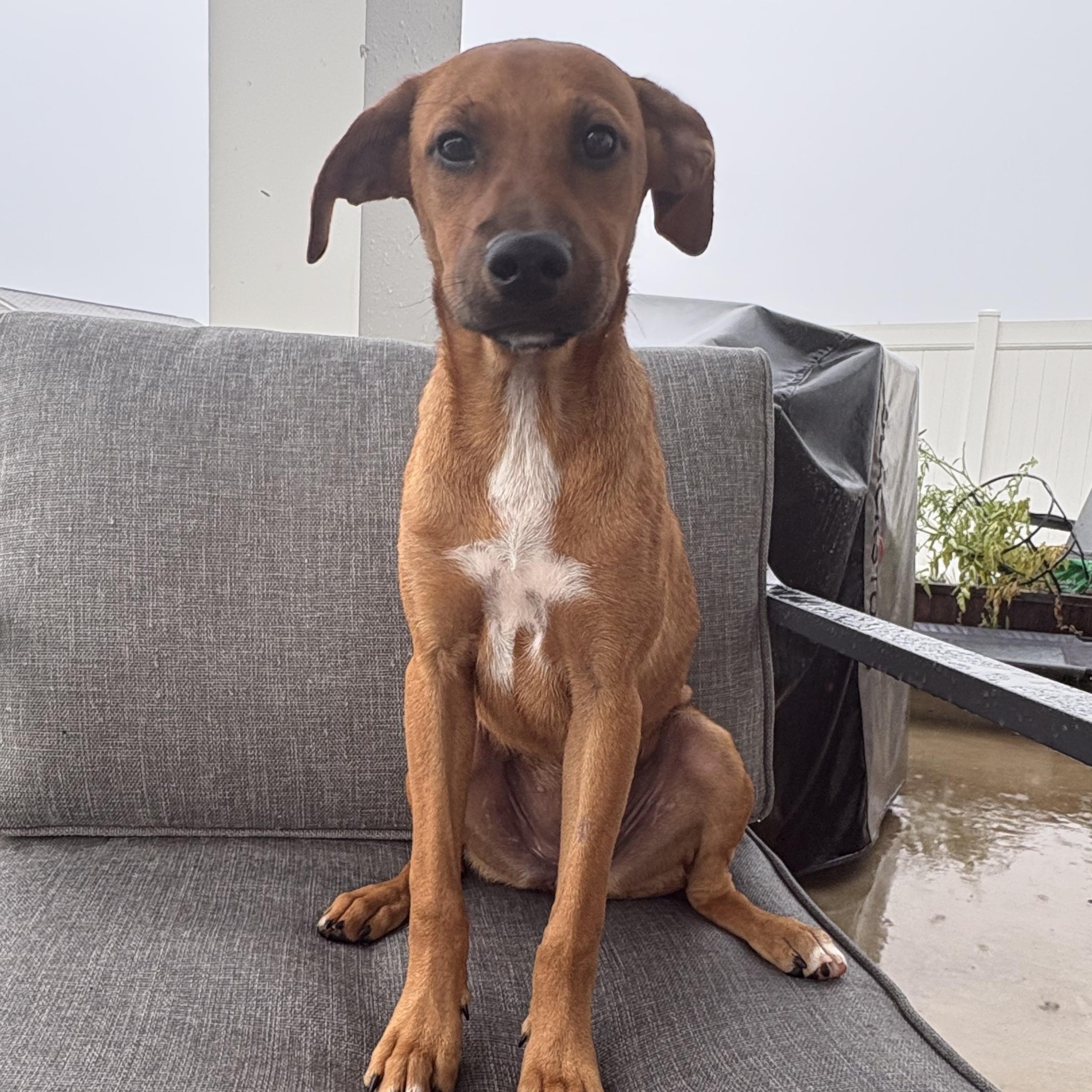 CAMILLA, a ADOPTABLE mixed breed in Fuquay Varina, NC image 2/5