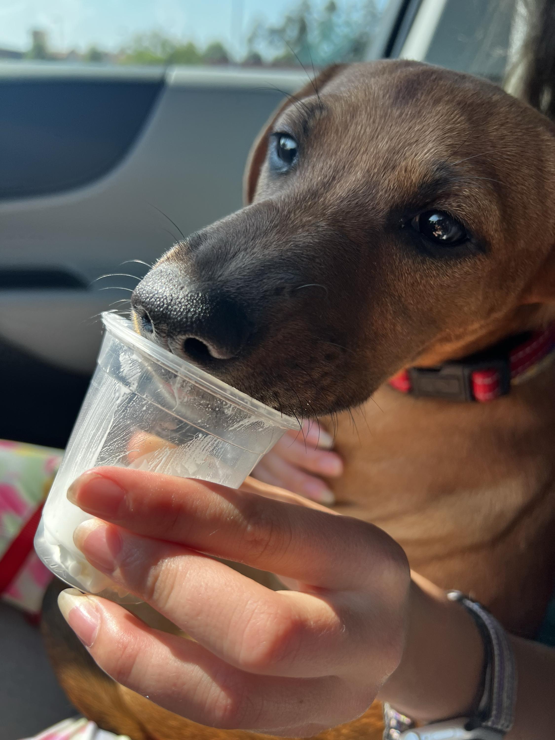 CAMILLA, a ADOPTABLE mixed breed in Fuquay Varina, NC image 3/5