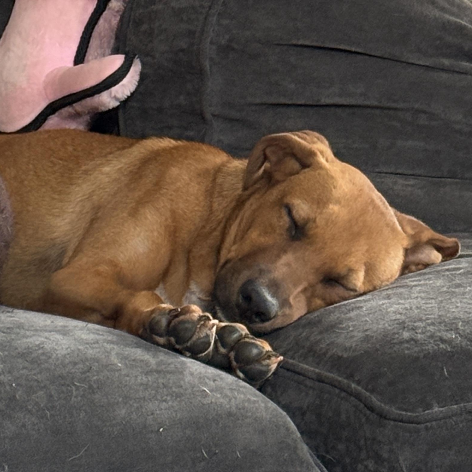 CAMILLA, a ADOPTABLE mixed breed in Fuquay Varina, NC image 5/5