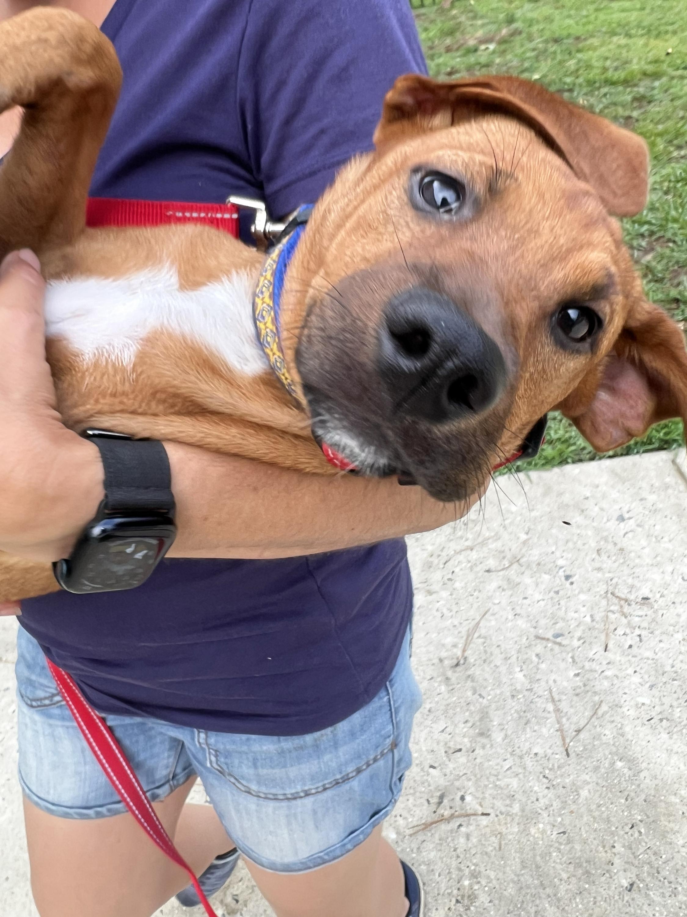 CAMILLA, a ADOPTABLE mixed breed in Fuquay Varina, NC image 1/5