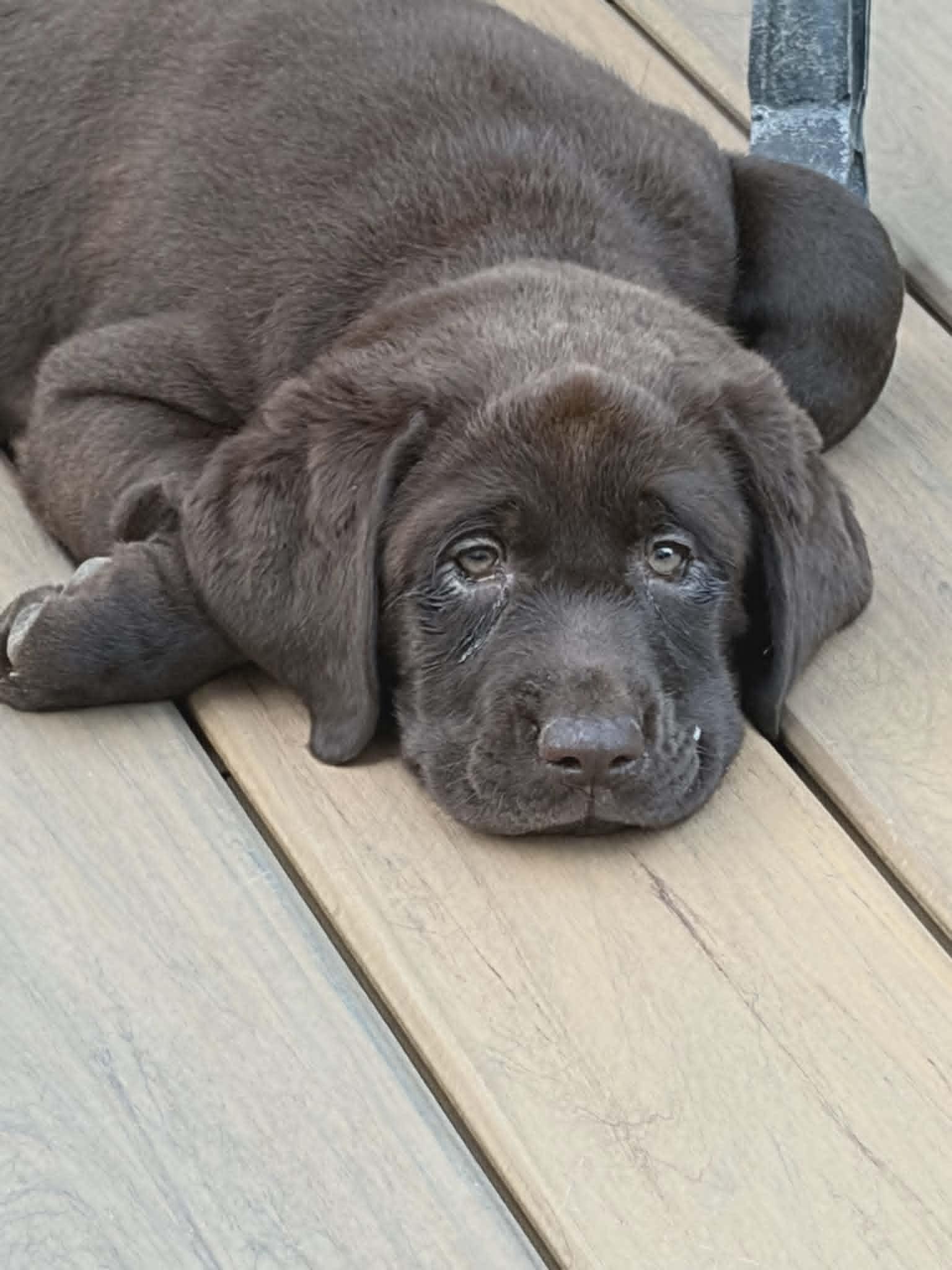 Diva, Adopted, Young Female Labrador Retriever.