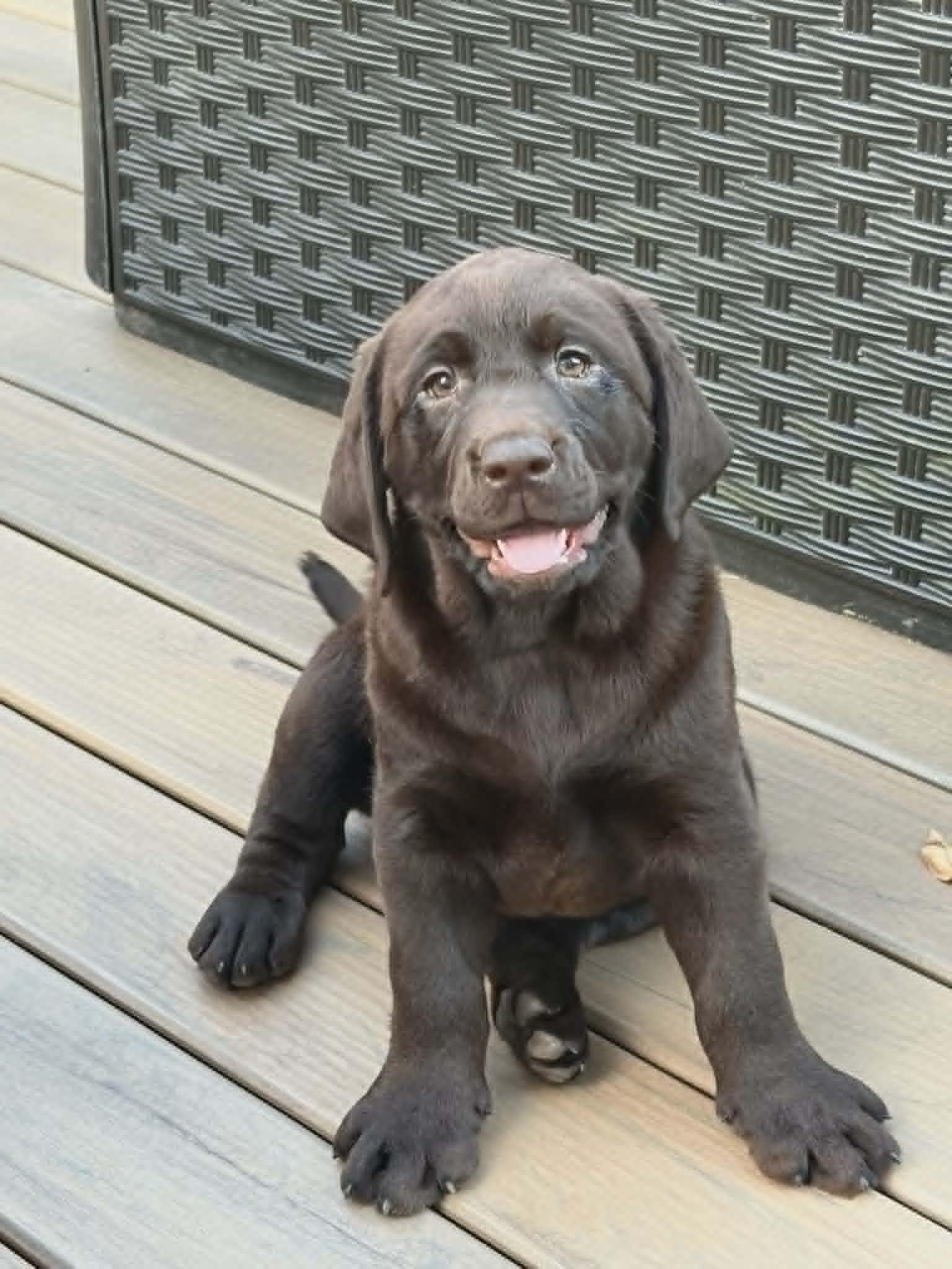 Enlarge Diva, a Adopted Labrador Retriever in Havertown, PA image 2/2