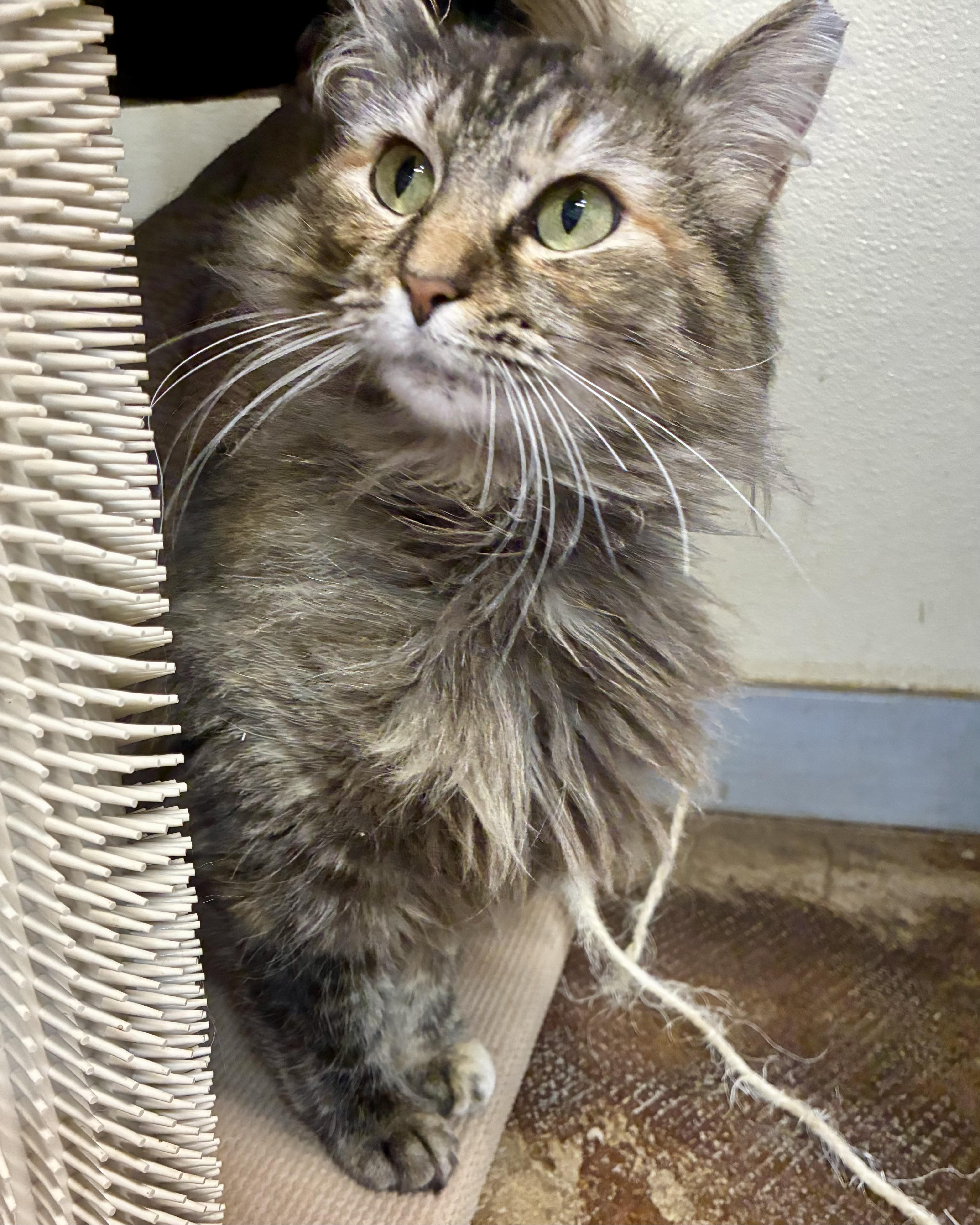 Enlarge Annabelle, a Adoptable Domestic Long Hair in Gallatin, TN image 2/5