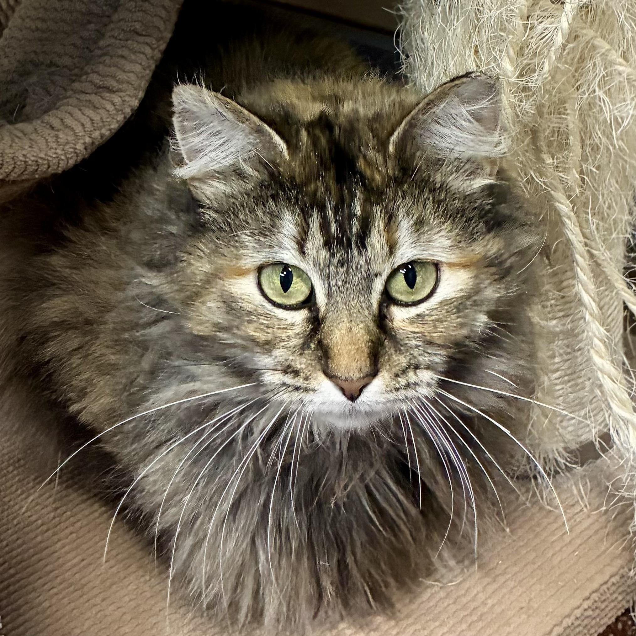 Enlarge Annabelle, a Adoptable Domestic Long Hair in Gallatin, TN image 4/5