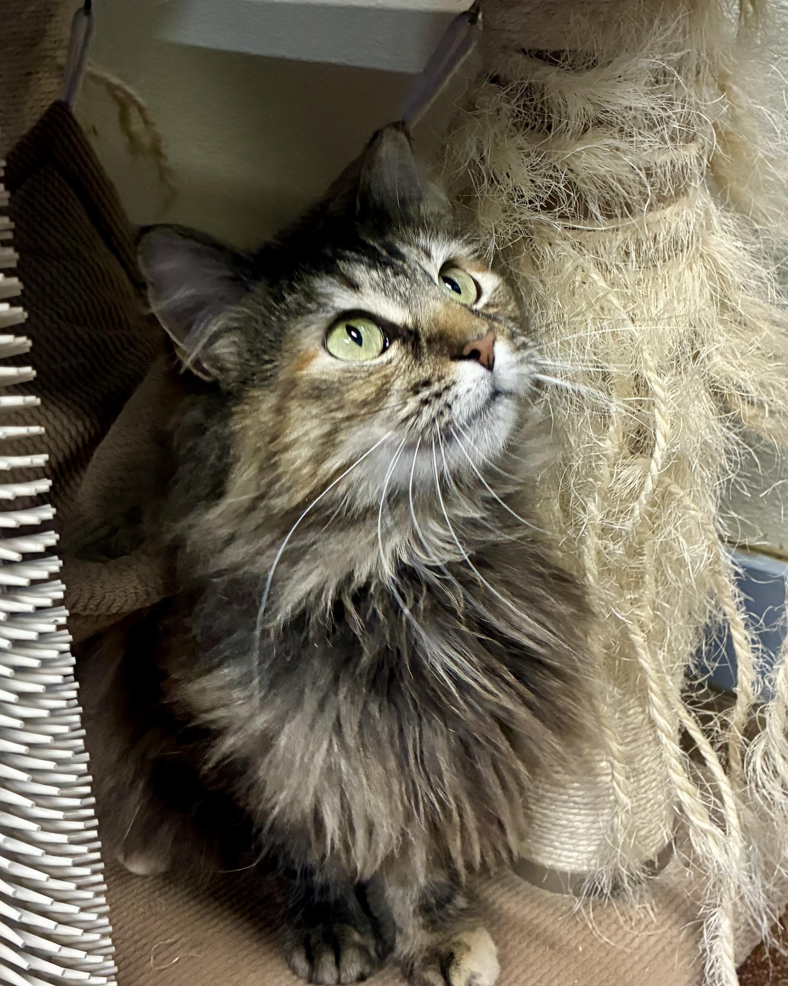 Enlarge Annabelle, a Adoptable Domestic Long Hair in Gallatin, TN image 1/5