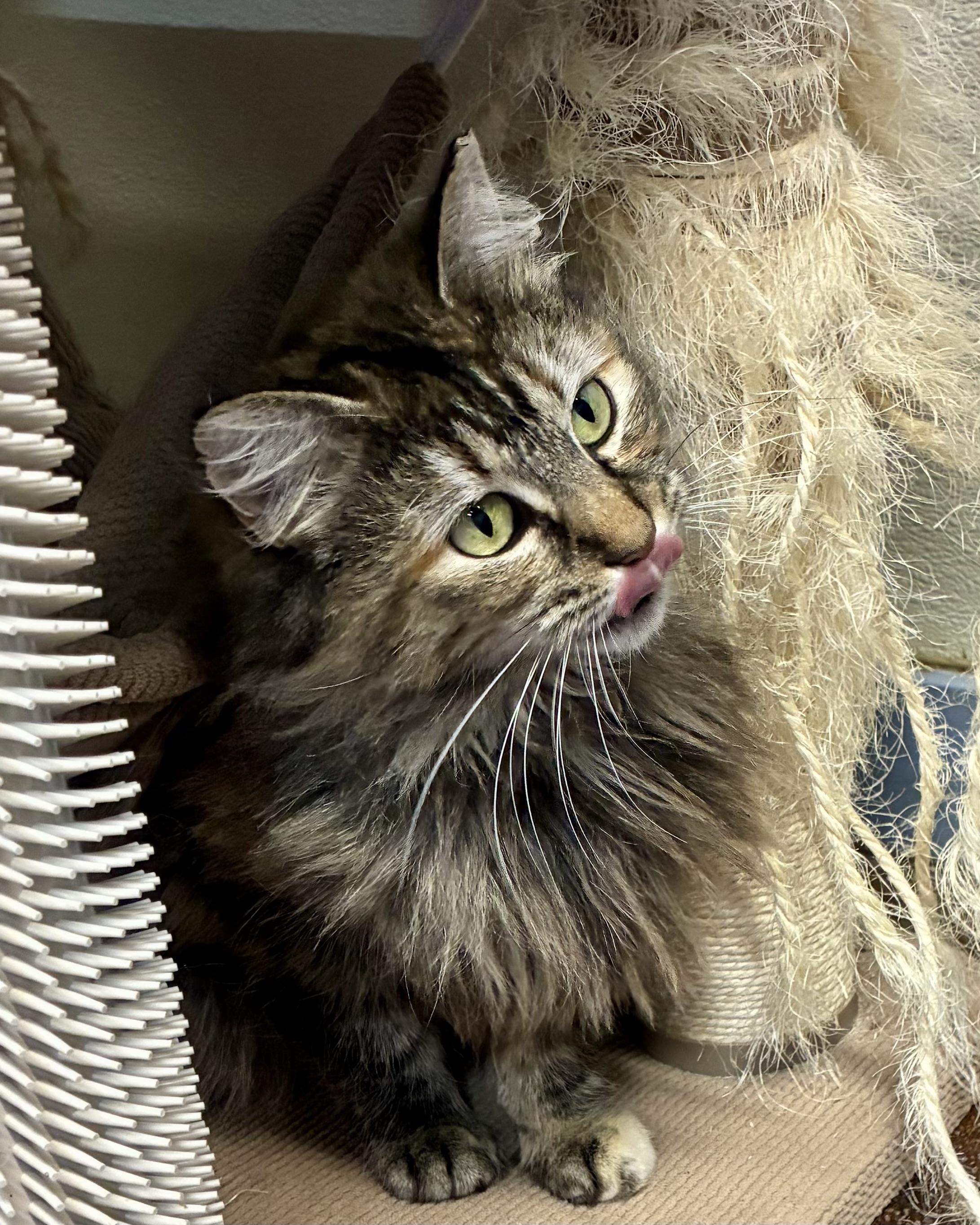 Enlarge Annabelle, a Adoptable Domestic Long Hair in Gallatin, TN image 5/5