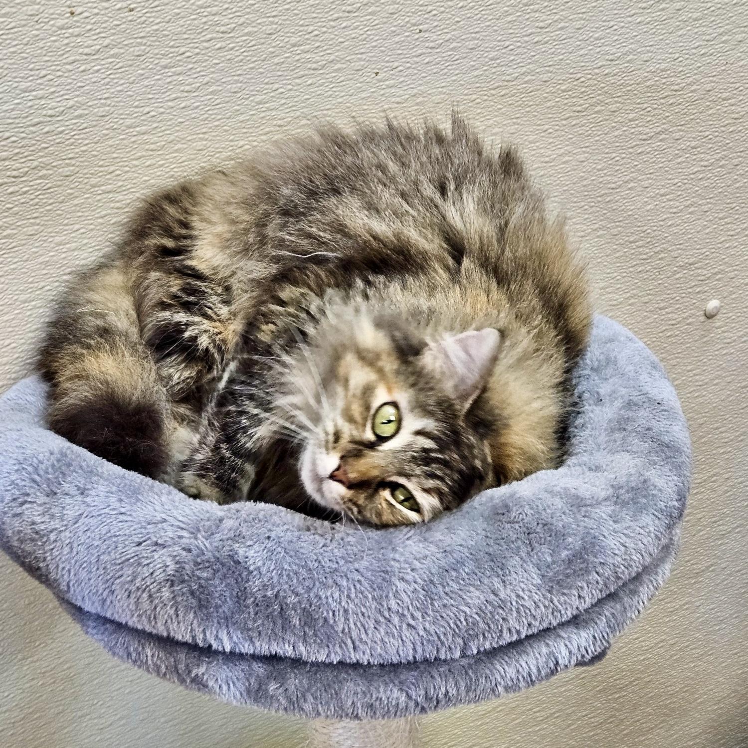 Enlarge Annabelle, a Adoptable Domestic Long Hair in Gallatin, TN image 3/5
