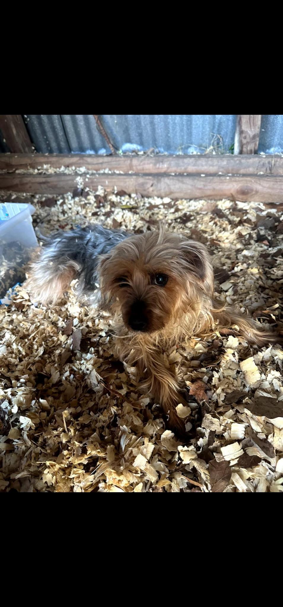 Darla