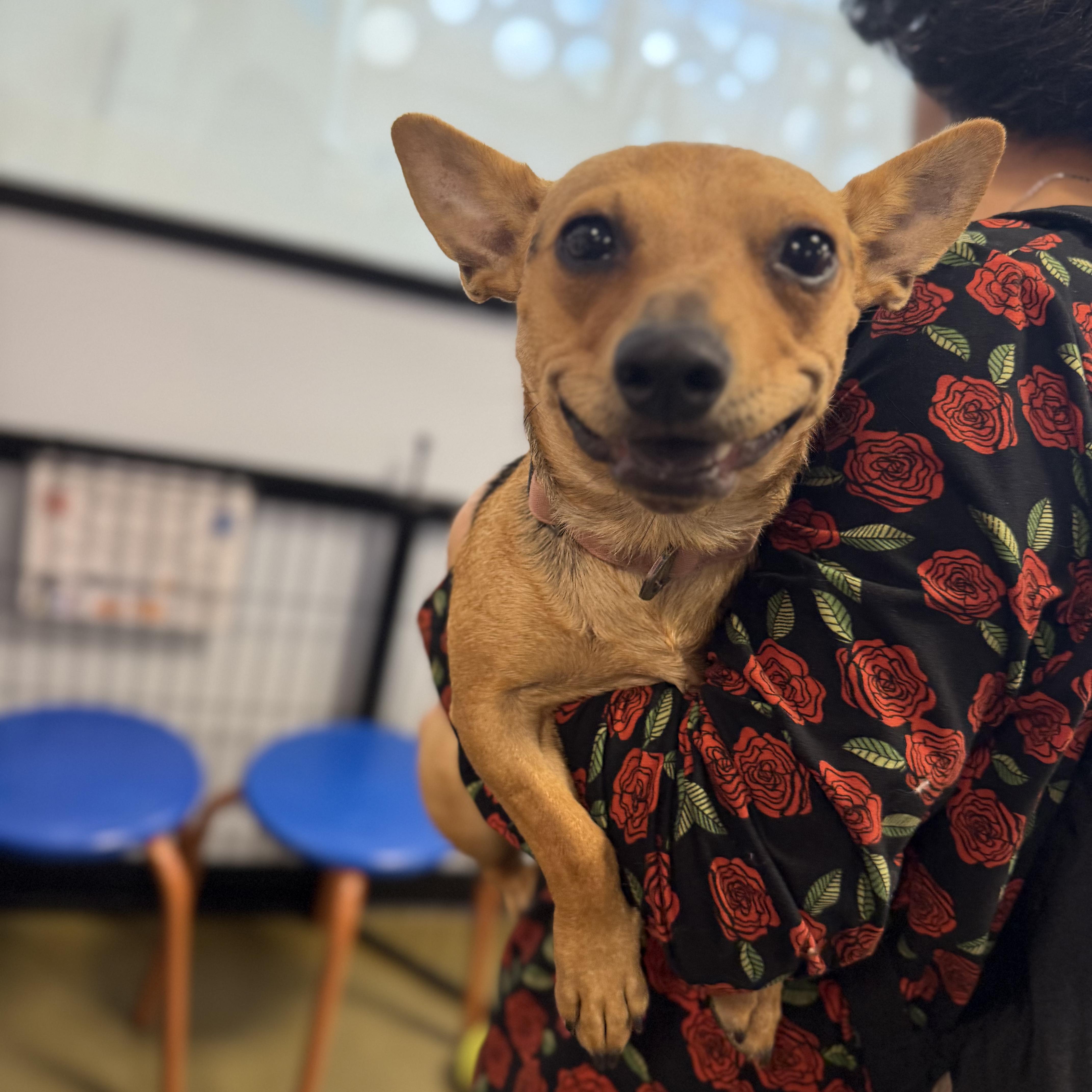 Enlarge Lucky, a Adoptable mixed breed in Van Nuys, CA image 3/5
