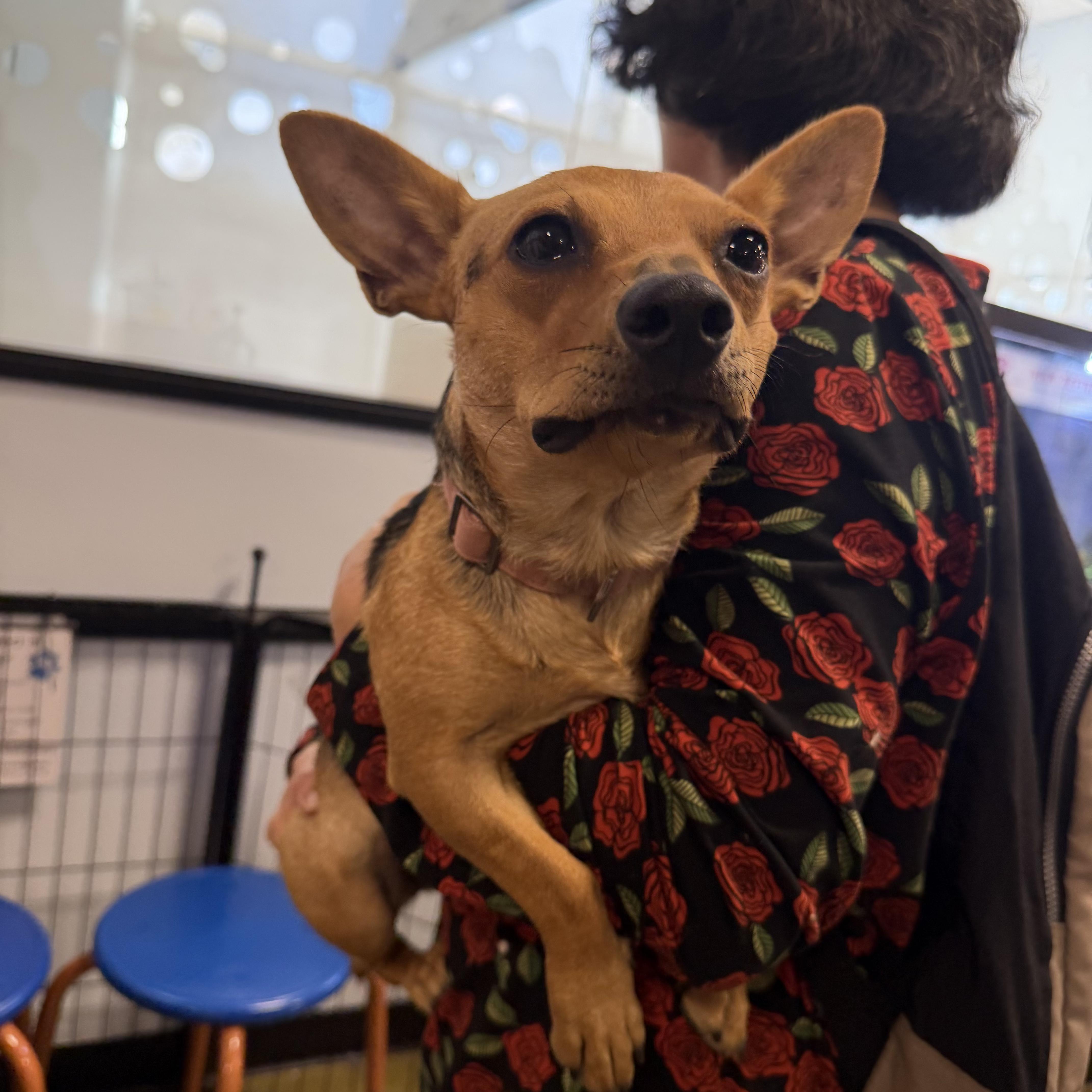 Enlarge Lucky, a Adoptable mixed breed in Van Nuys, CA image 5/5