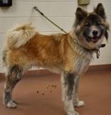 Enlarge Faux (93118), a ADOPTABLE mixed breed in Spanish Fork, UT image 1/1