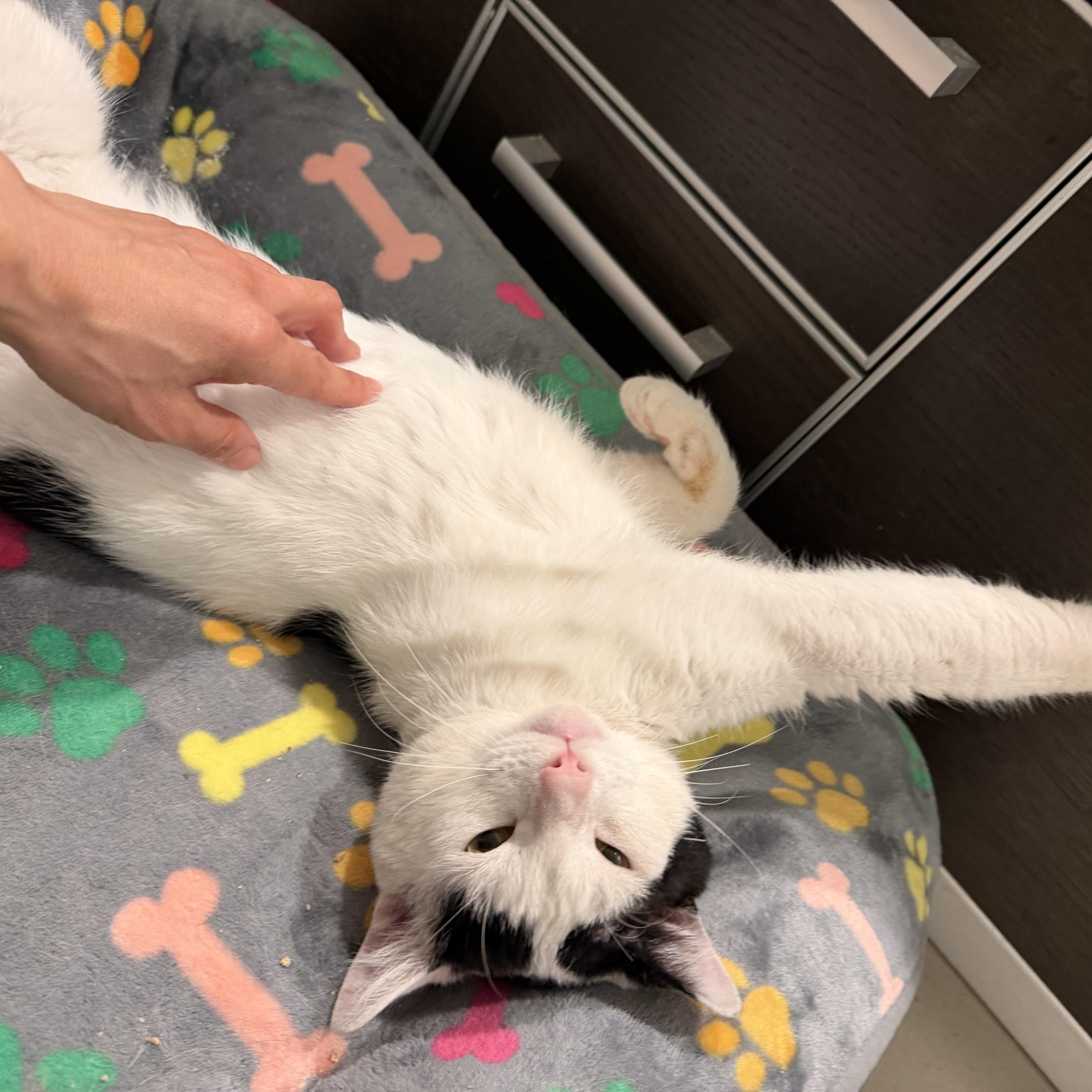 Enlarge Romeo, an adopted Domestic Short Hair in Los Angeles, CA image 2/5